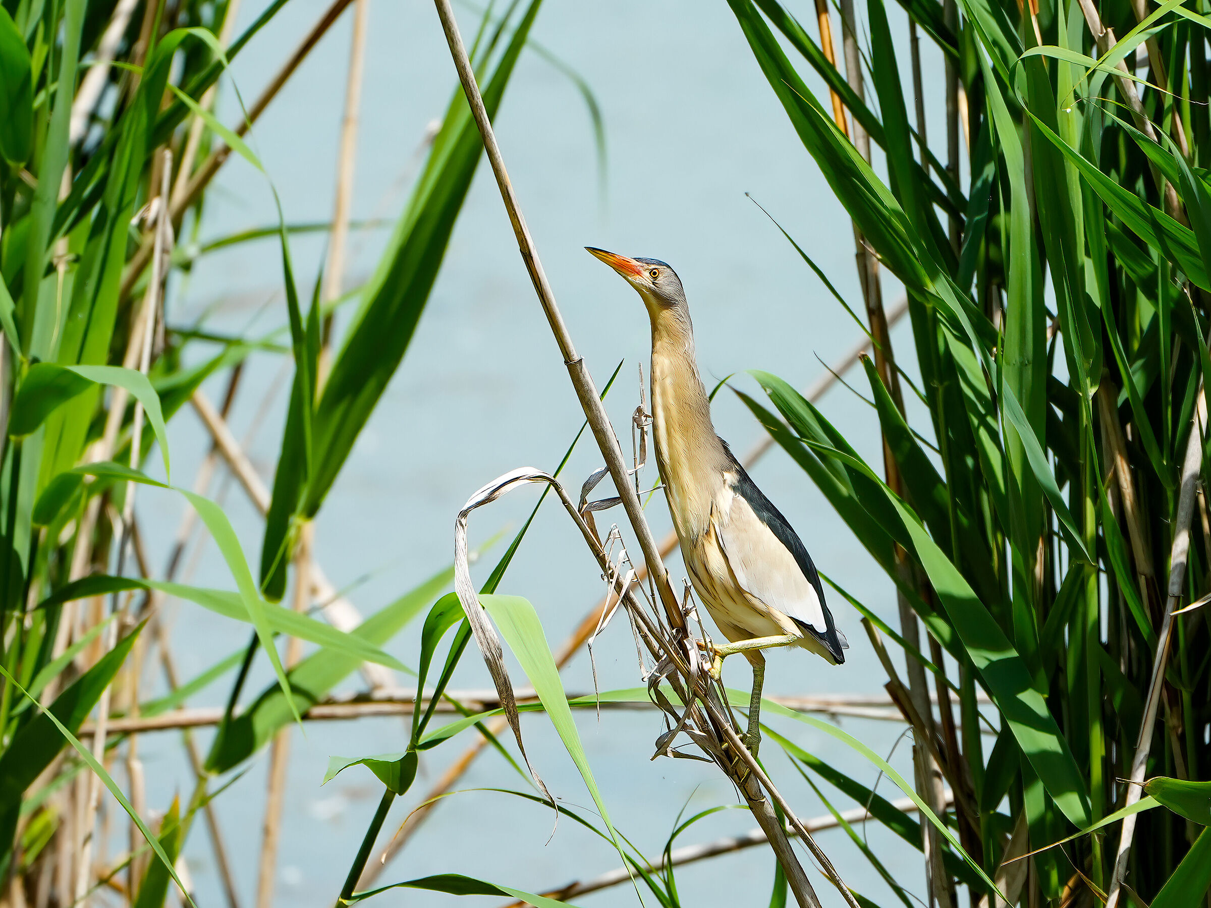 Little bittern