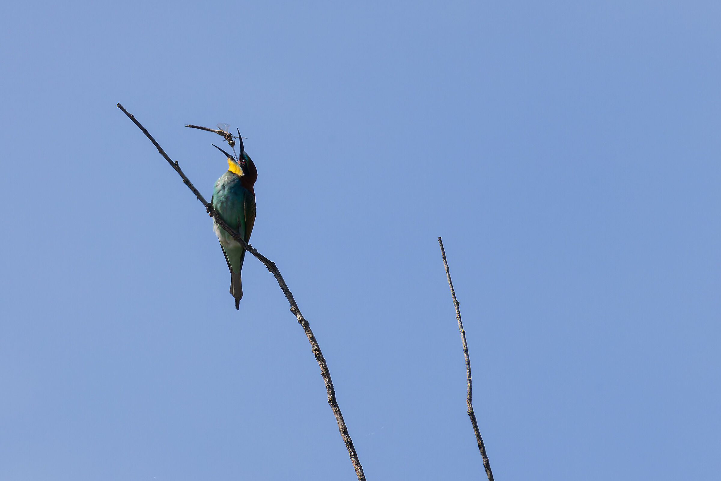 Bee-eater