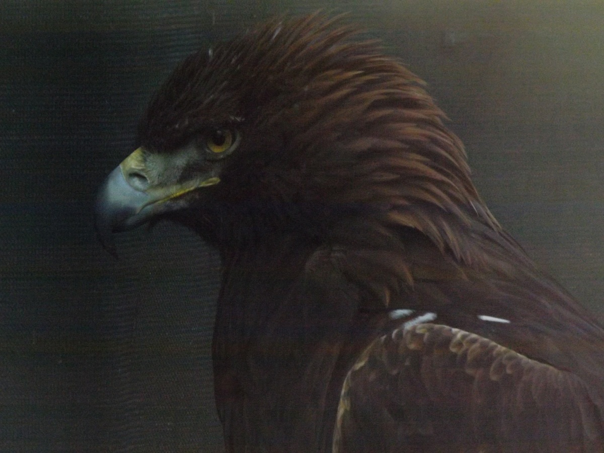 golden eagle