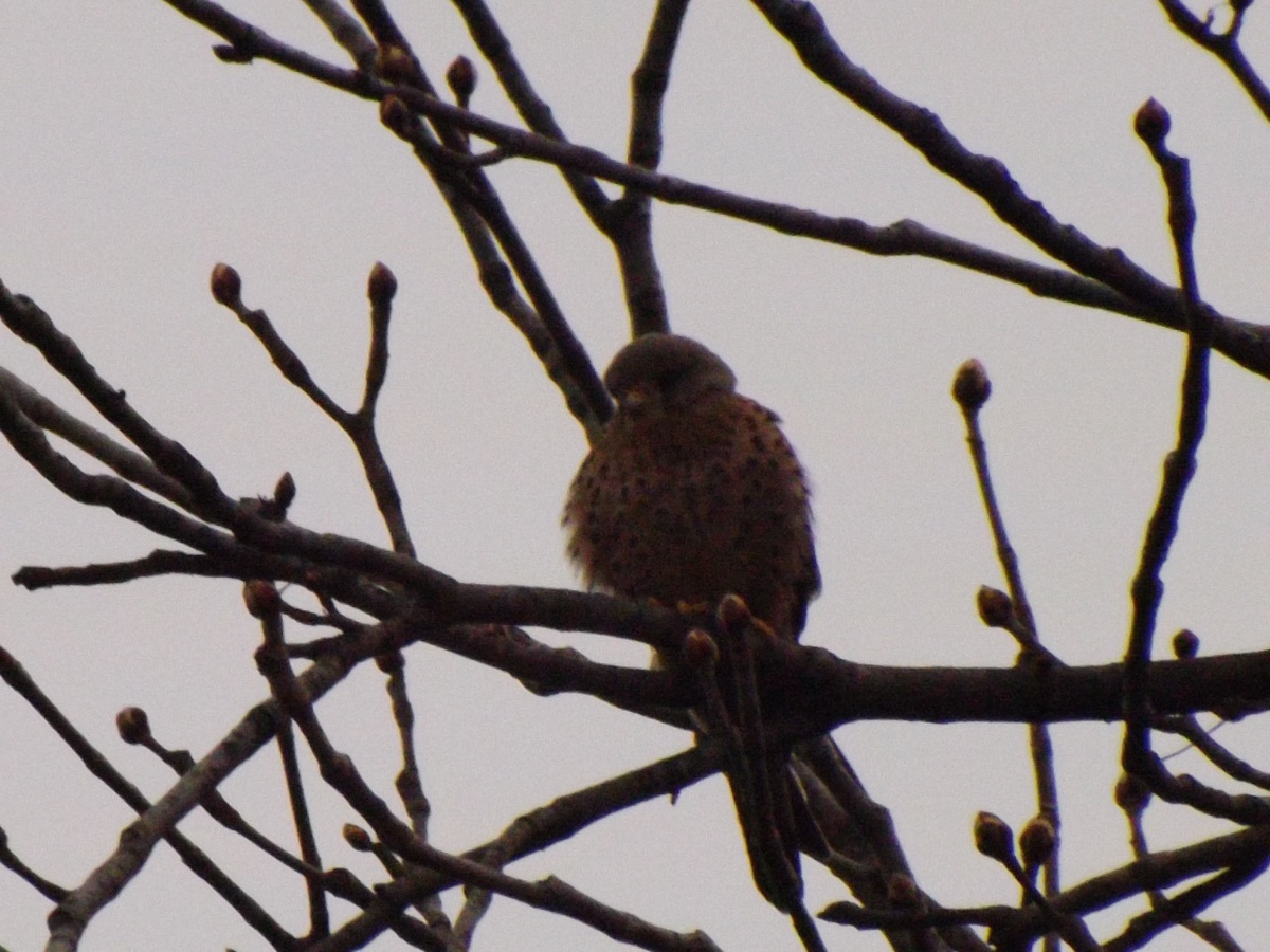 kestrel