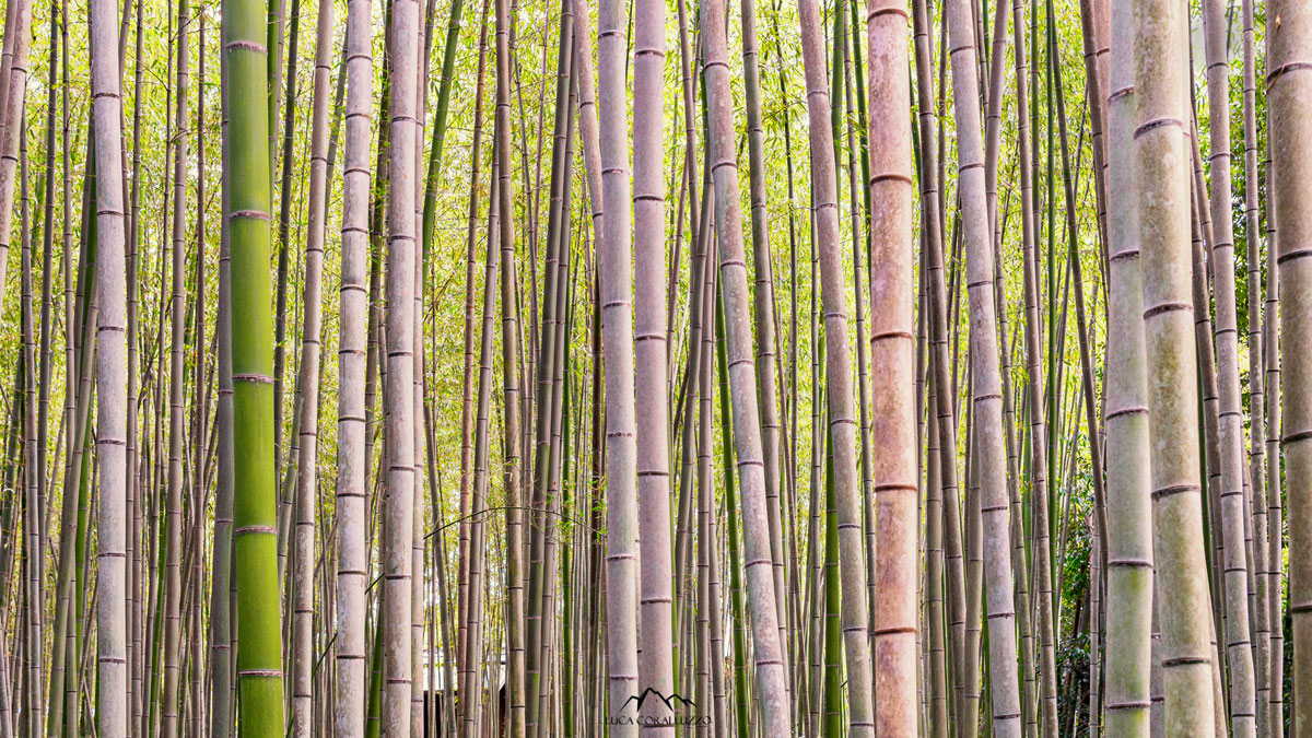 foresta di bambu'