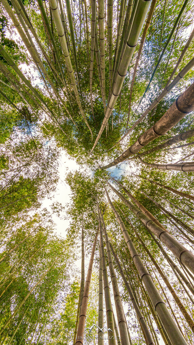 foresta di bambu'