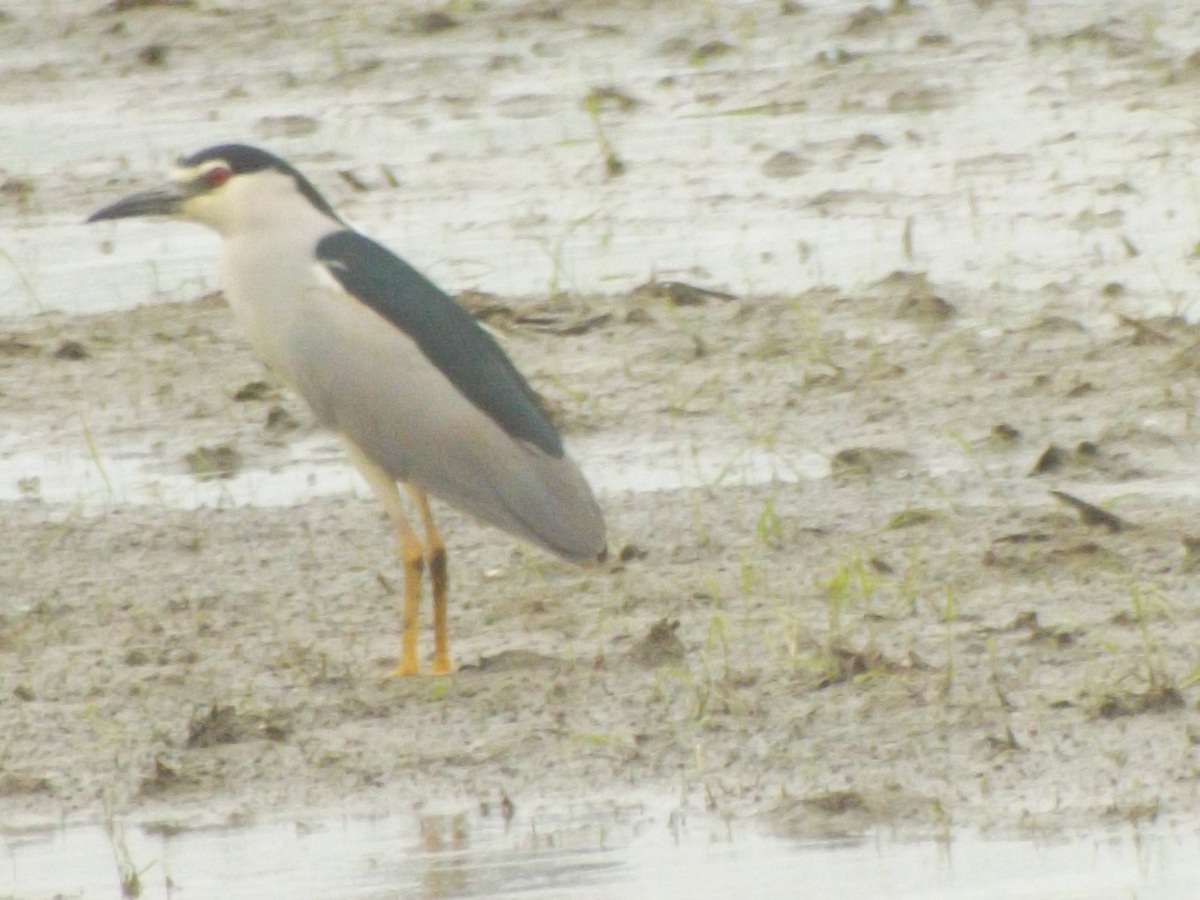 Night Heron