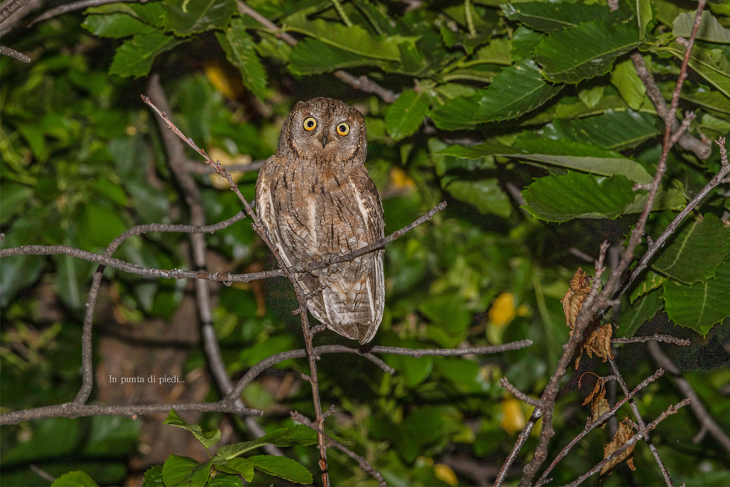 the Eurasian scops owl - Otus scops
