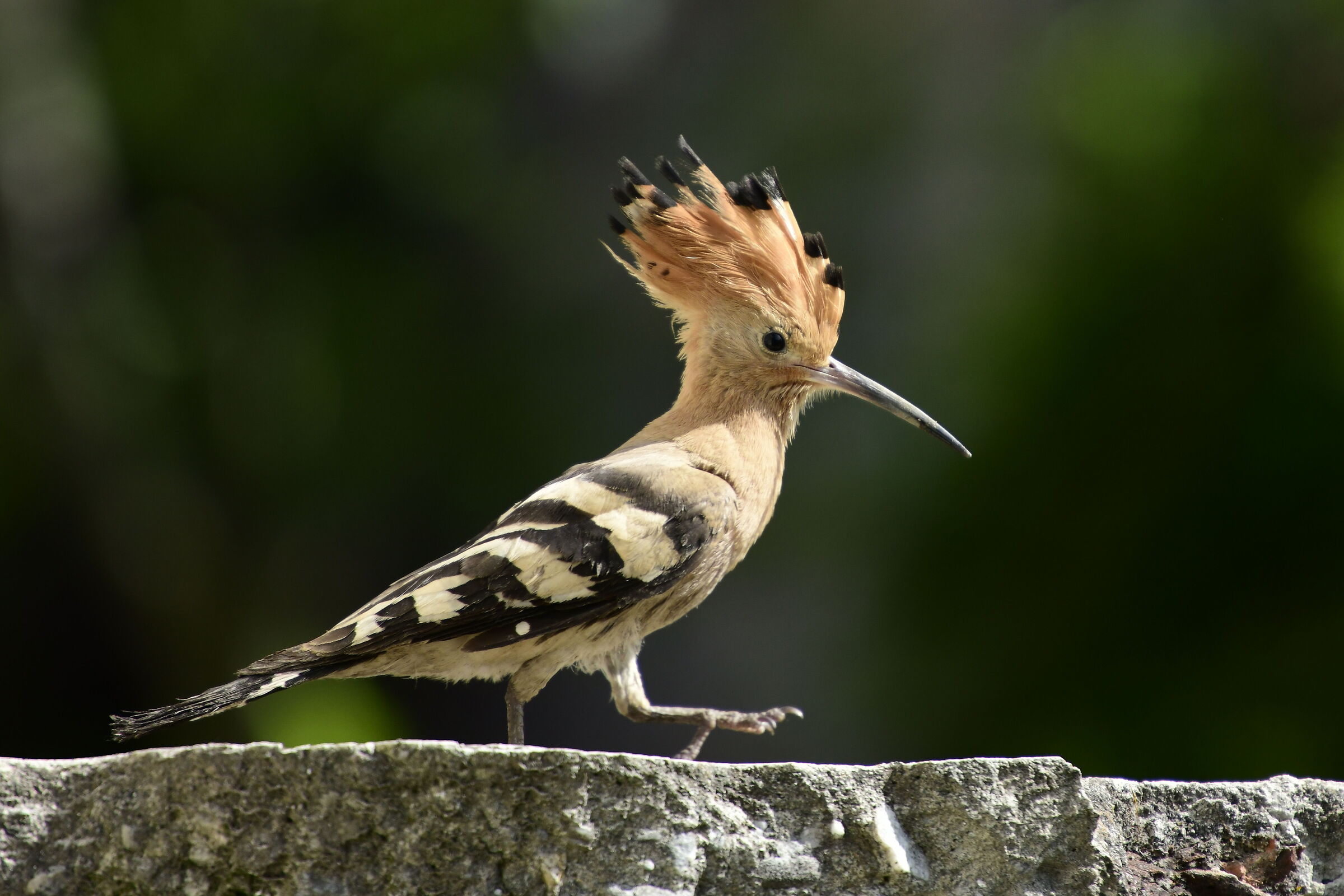 Hoopoe