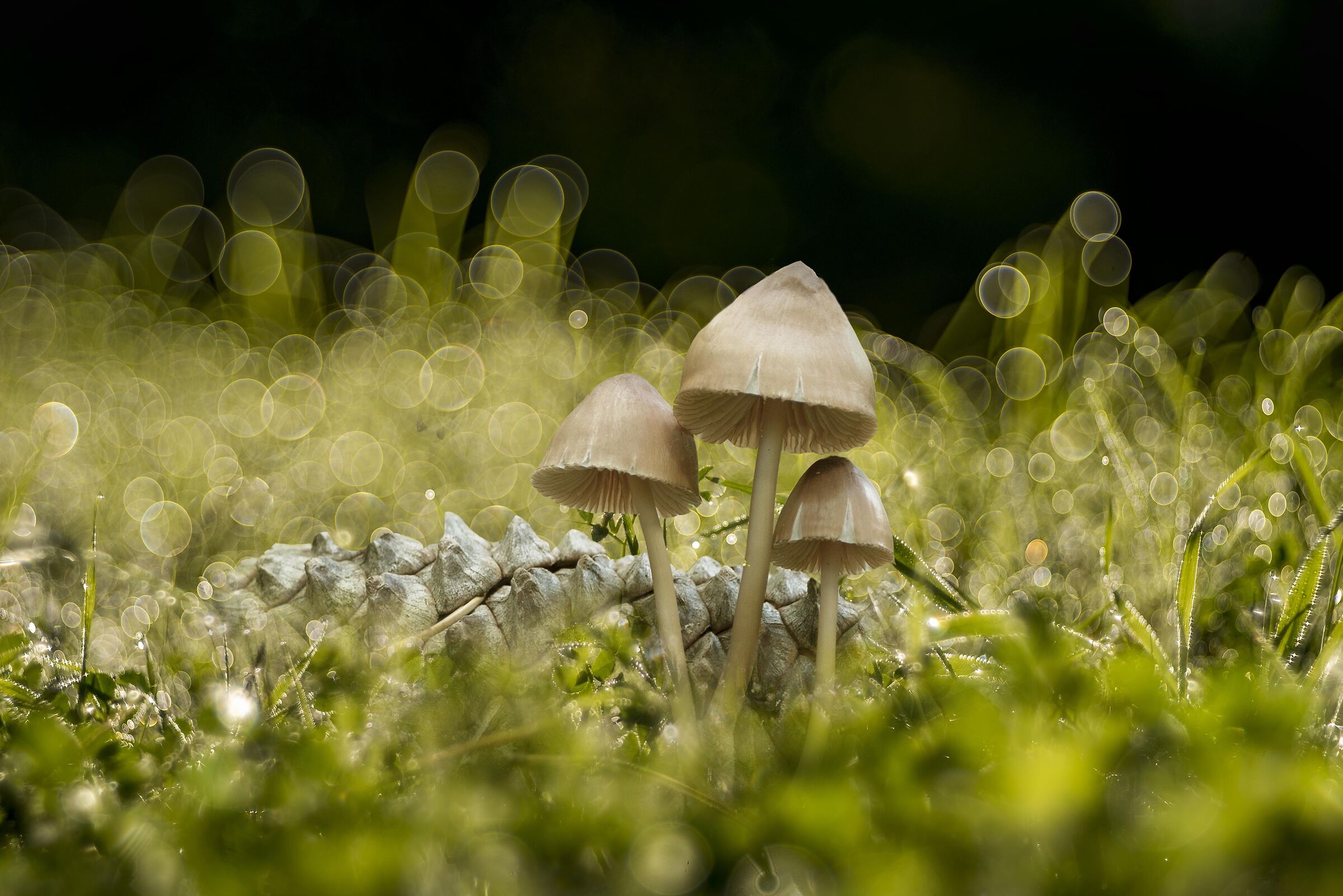 Mycena seynii