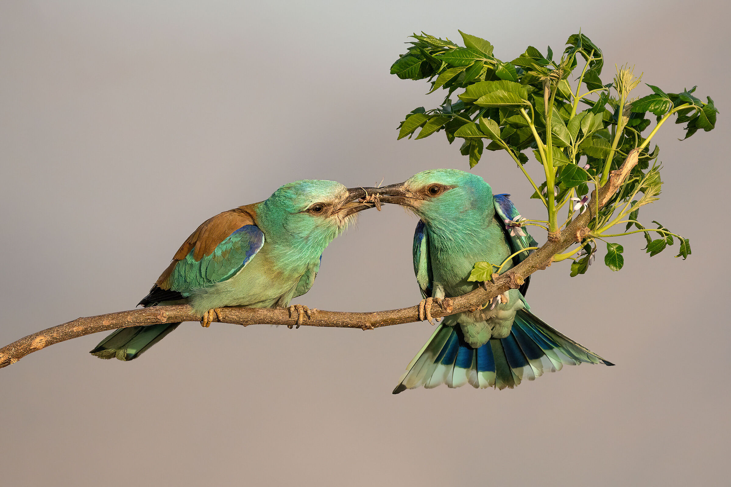 Bellissimi colori innamorati