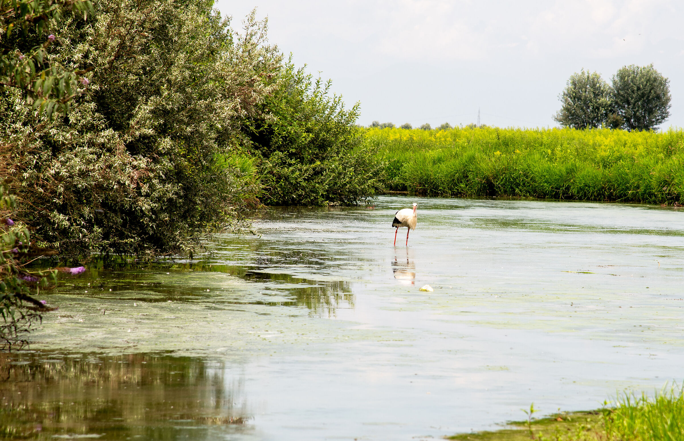 Stork