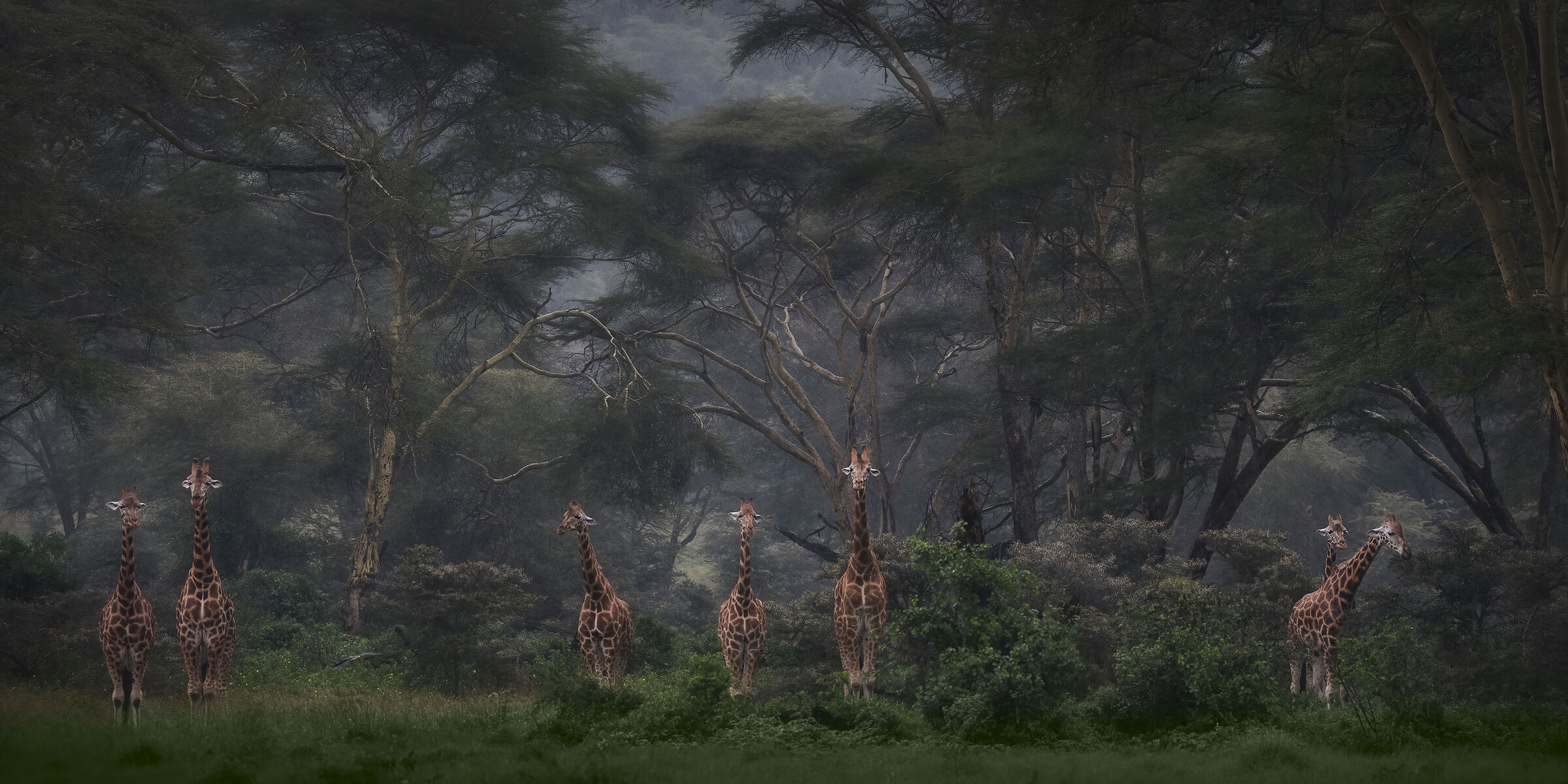 Giraffes