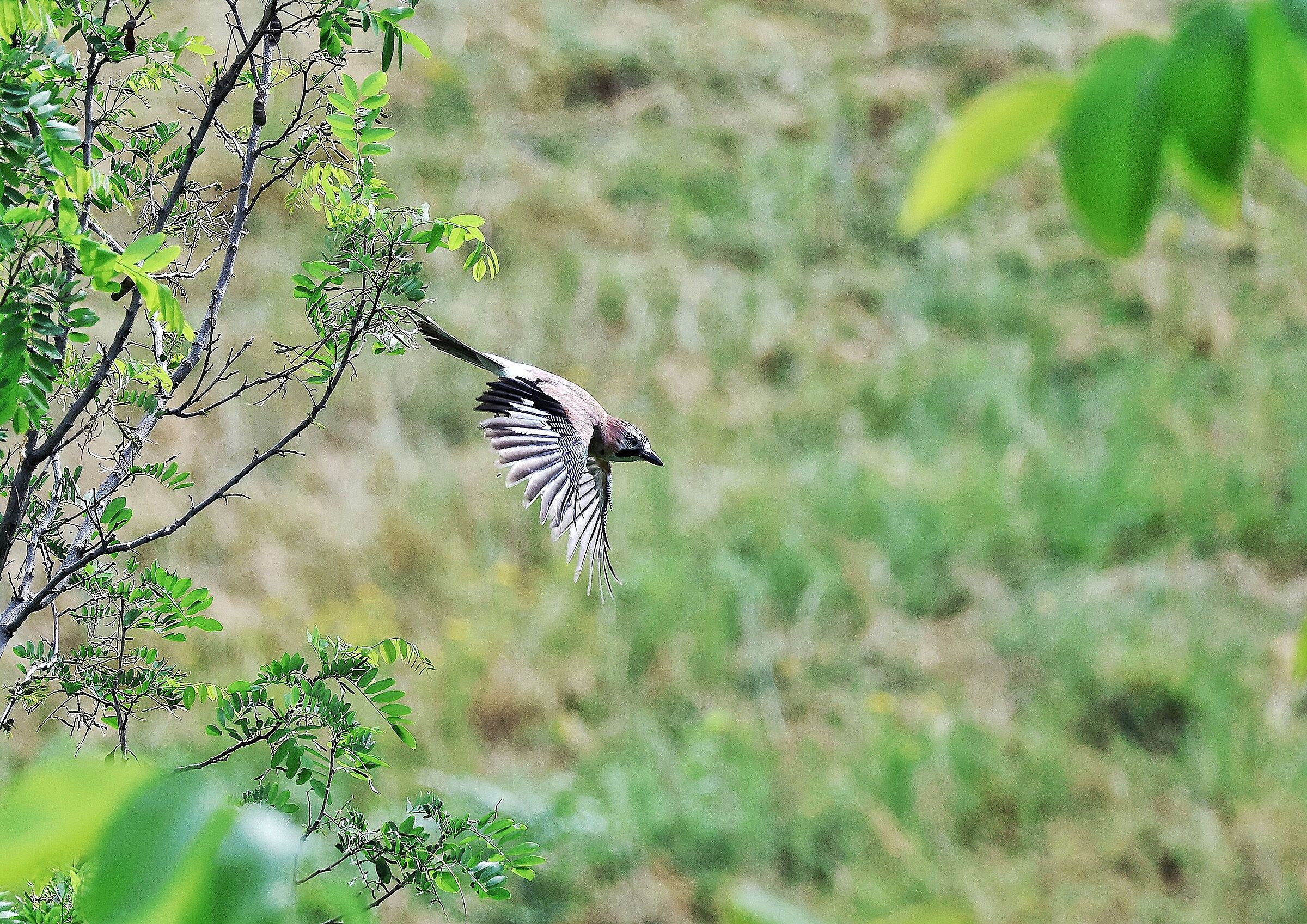 Garrulus glandarius