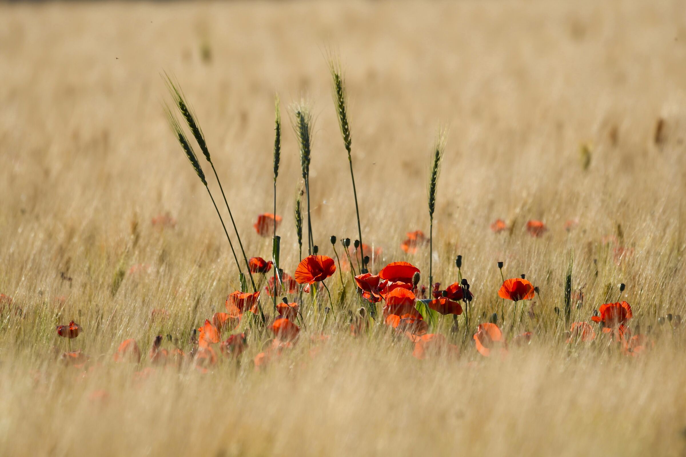 Poppies among the ears of corn