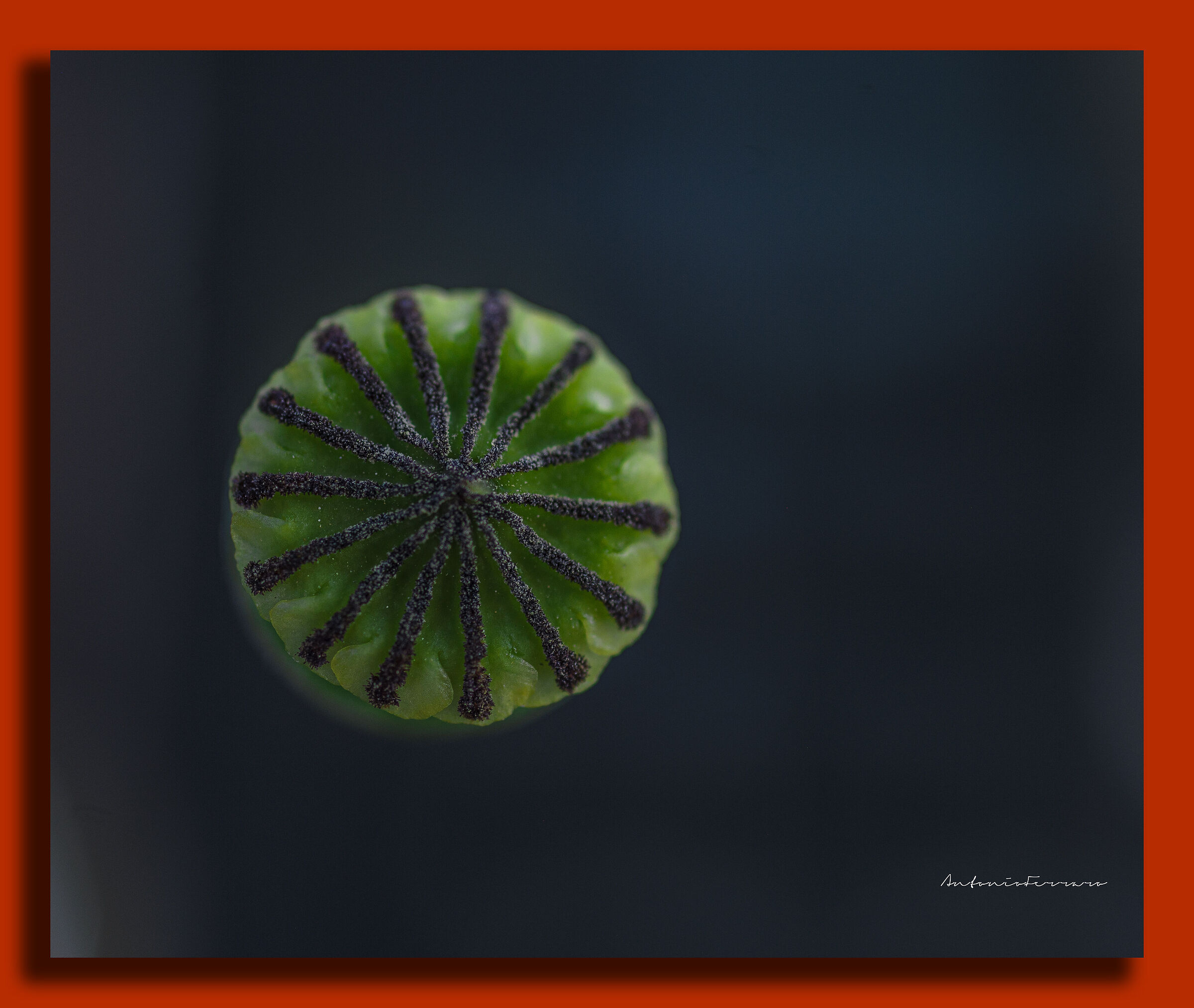 Macro