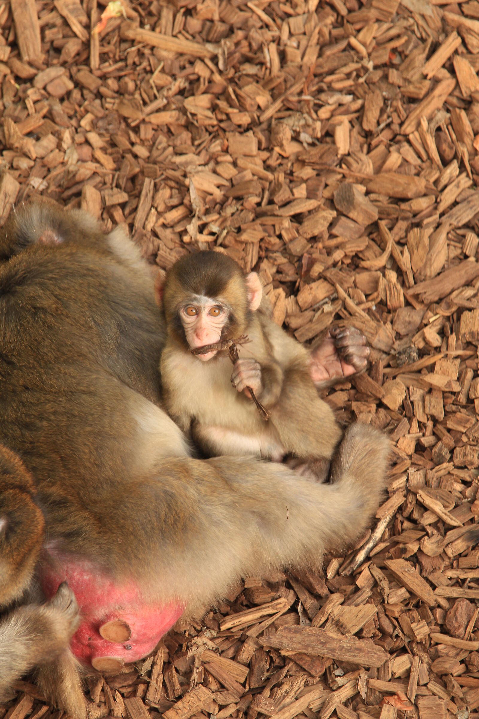con gli occhi da bambino