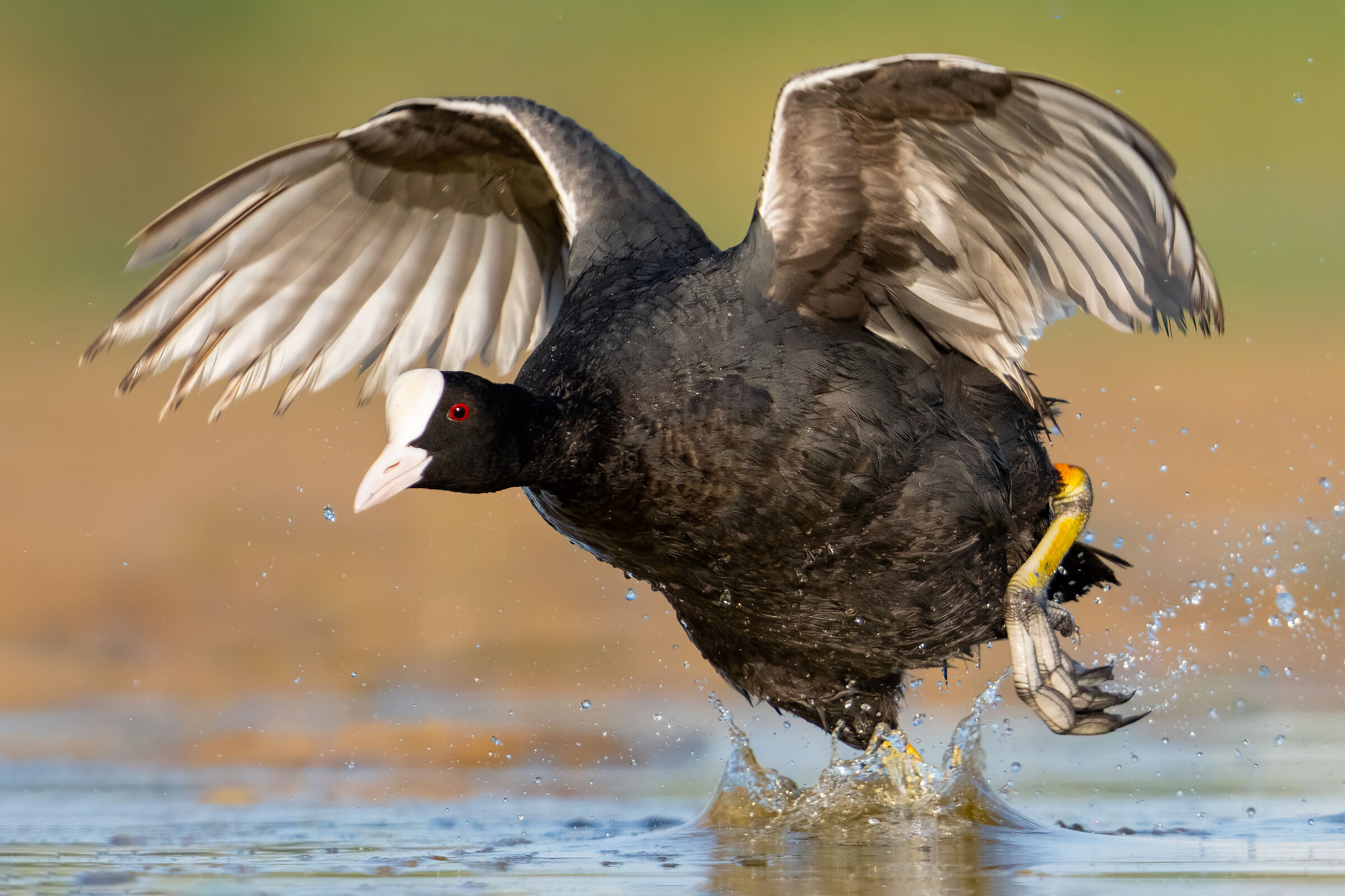 Folaga (Fulica atra)
