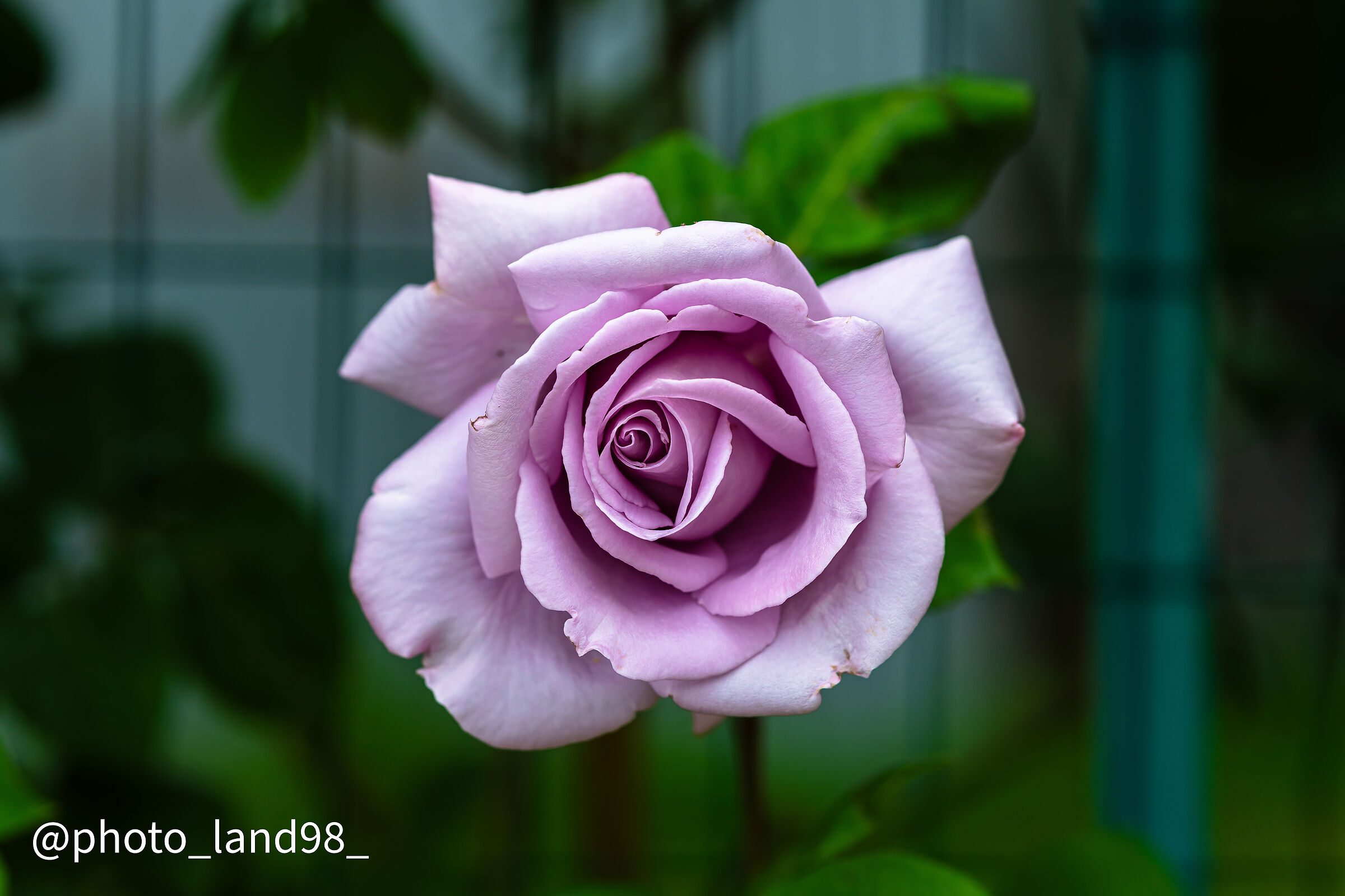 Pink Rose