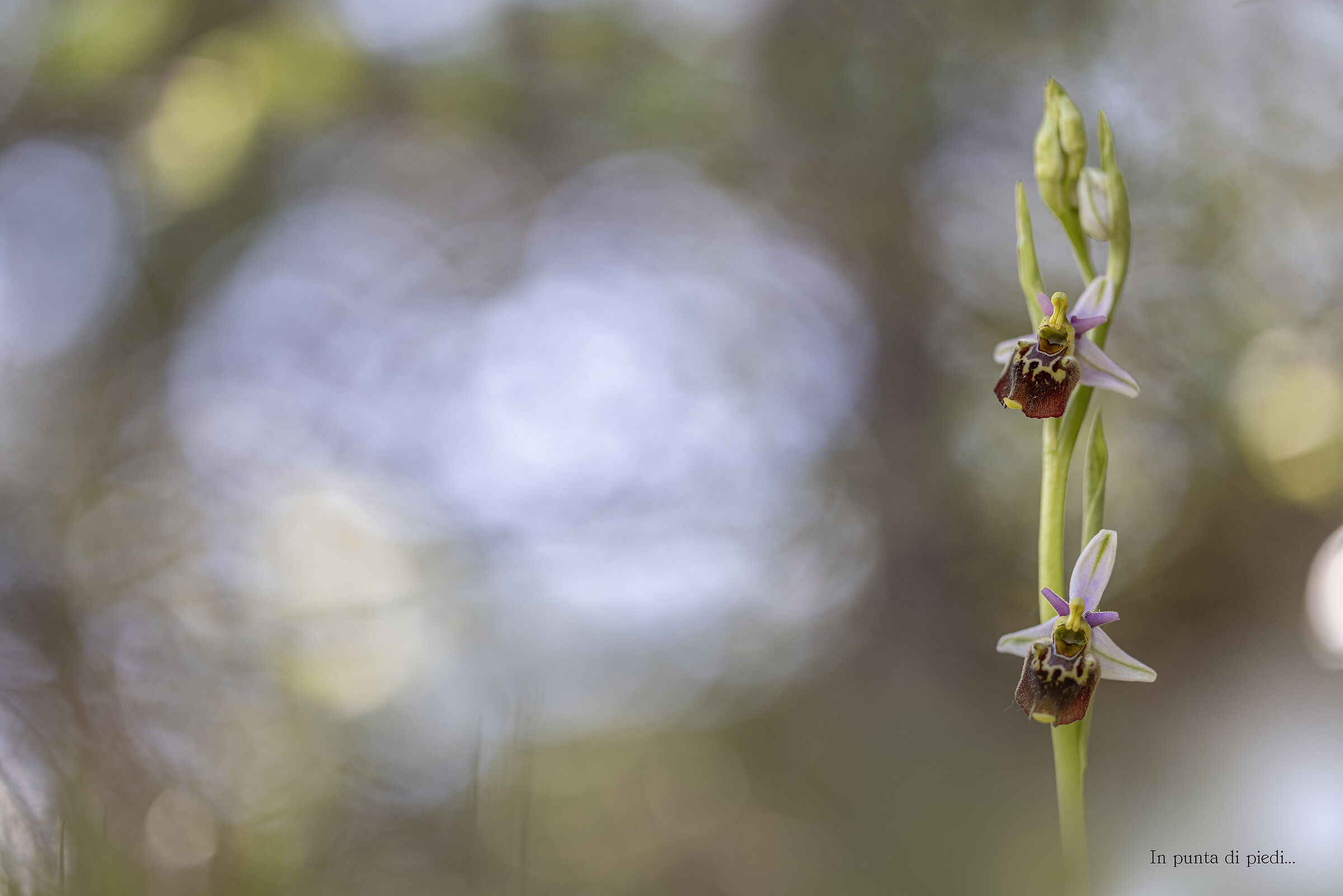 Ophris holosericea in the Forest at Sunset