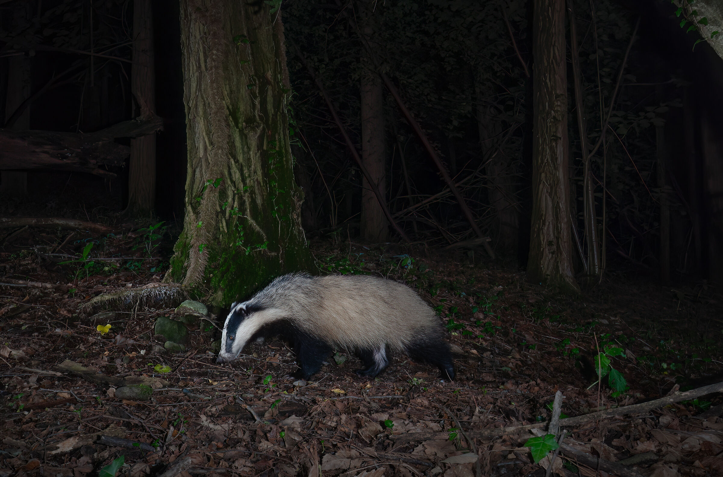 Badger