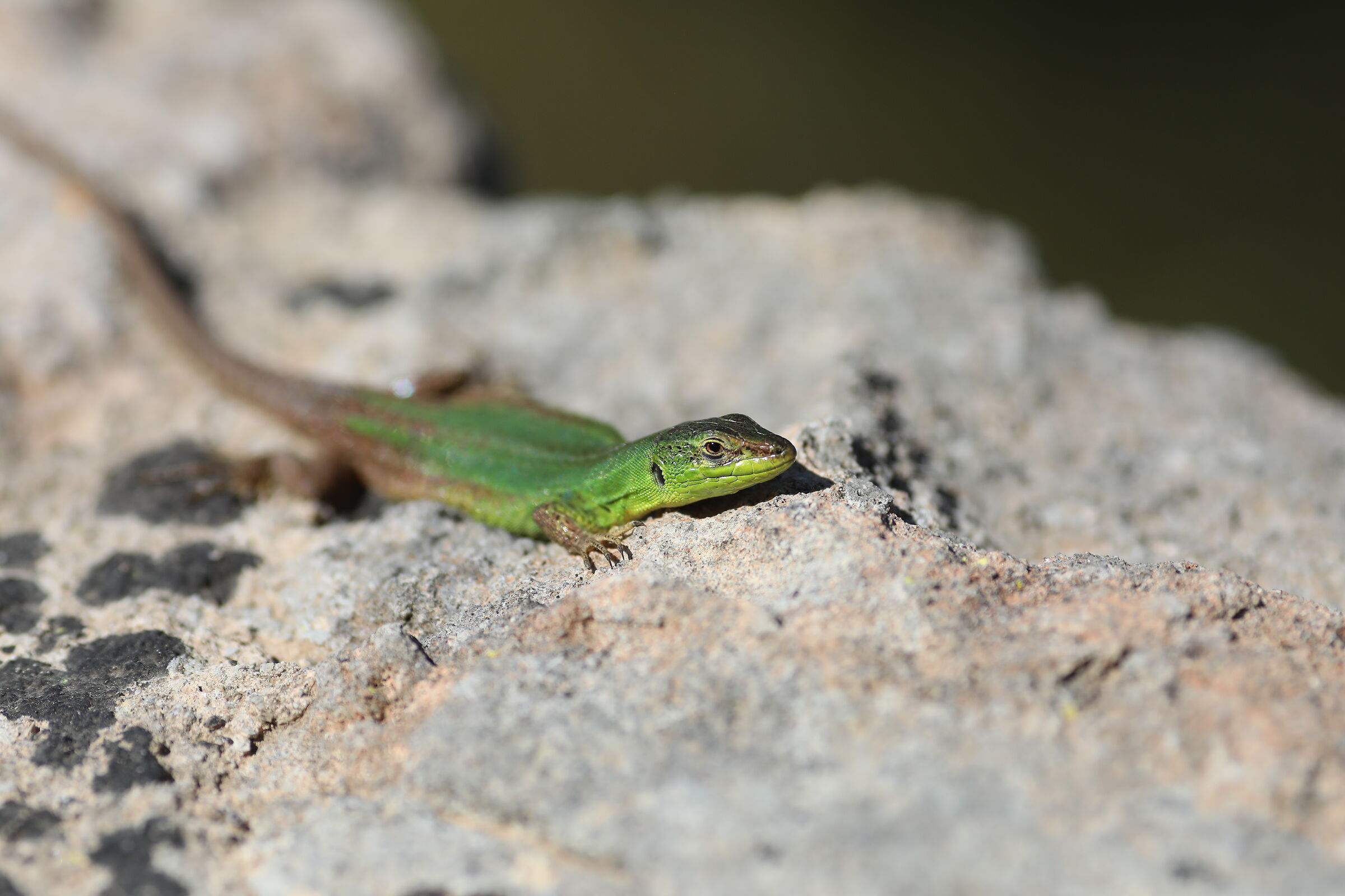 " Crop 189 " Canon 5 D IV, 135 F. 2 L USM + TC 1.4...