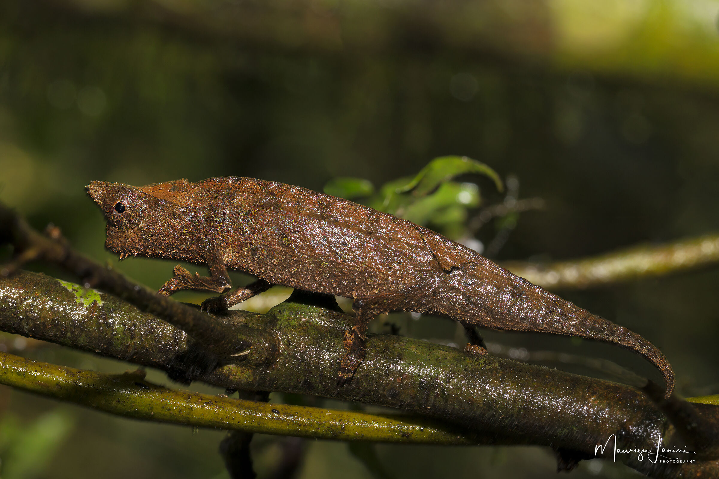 Brookesia superciliaris