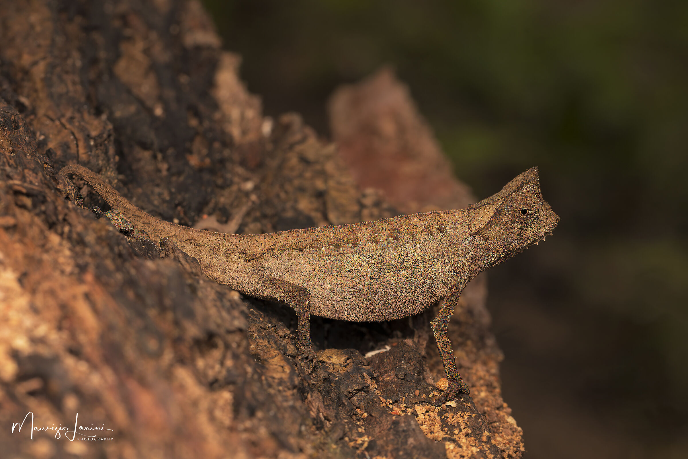 Brookesia superciliaris