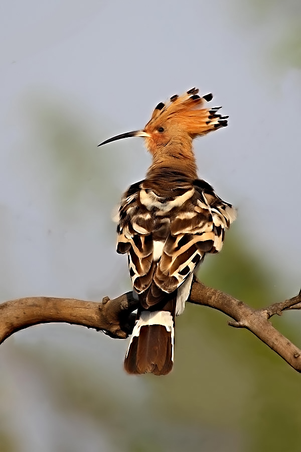 Hoopoe