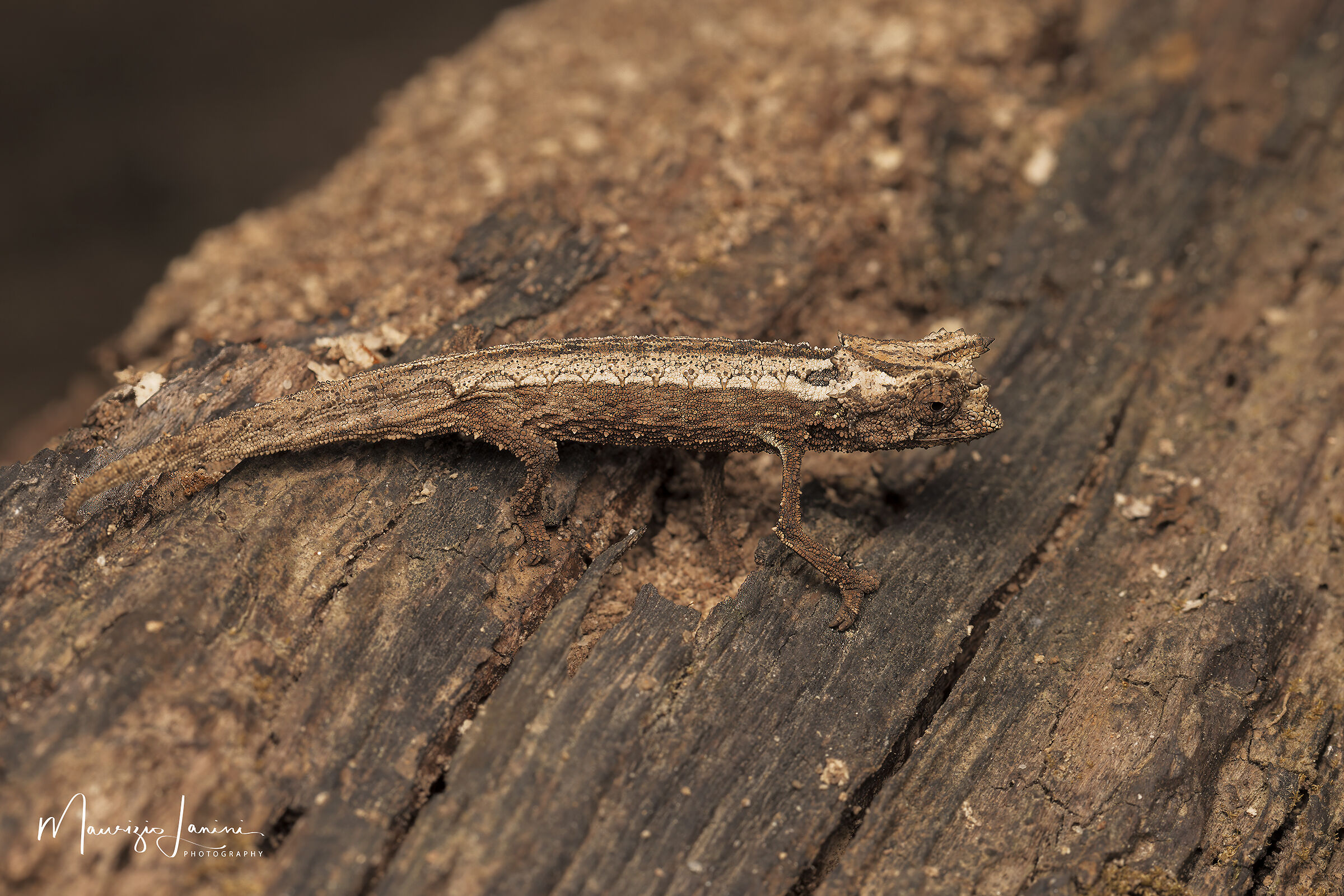 Brookesia brygooi