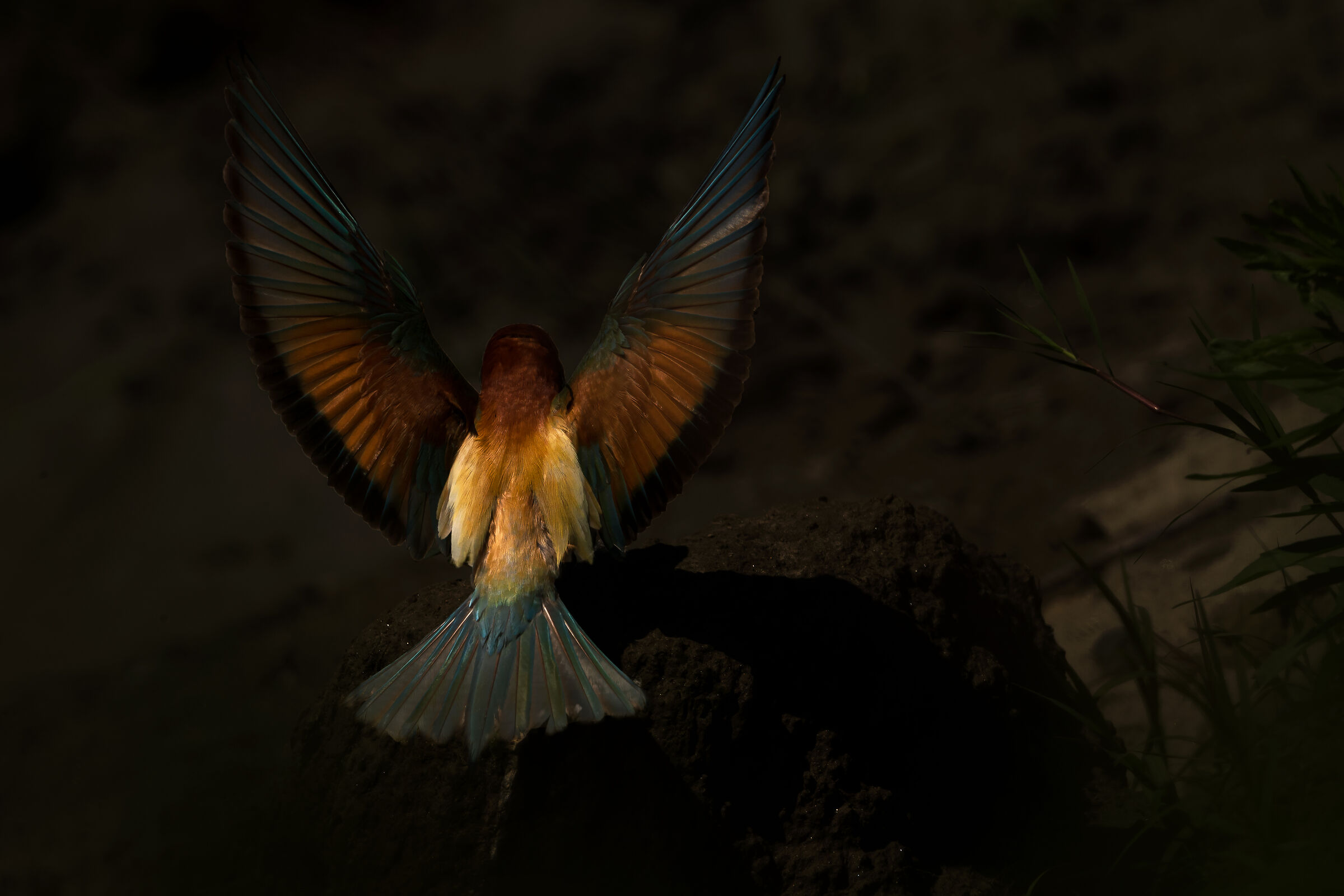 Tutti i Colori del Gruccione