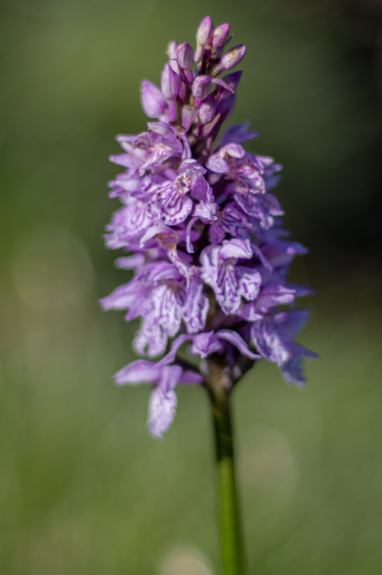 orchidea macchiata