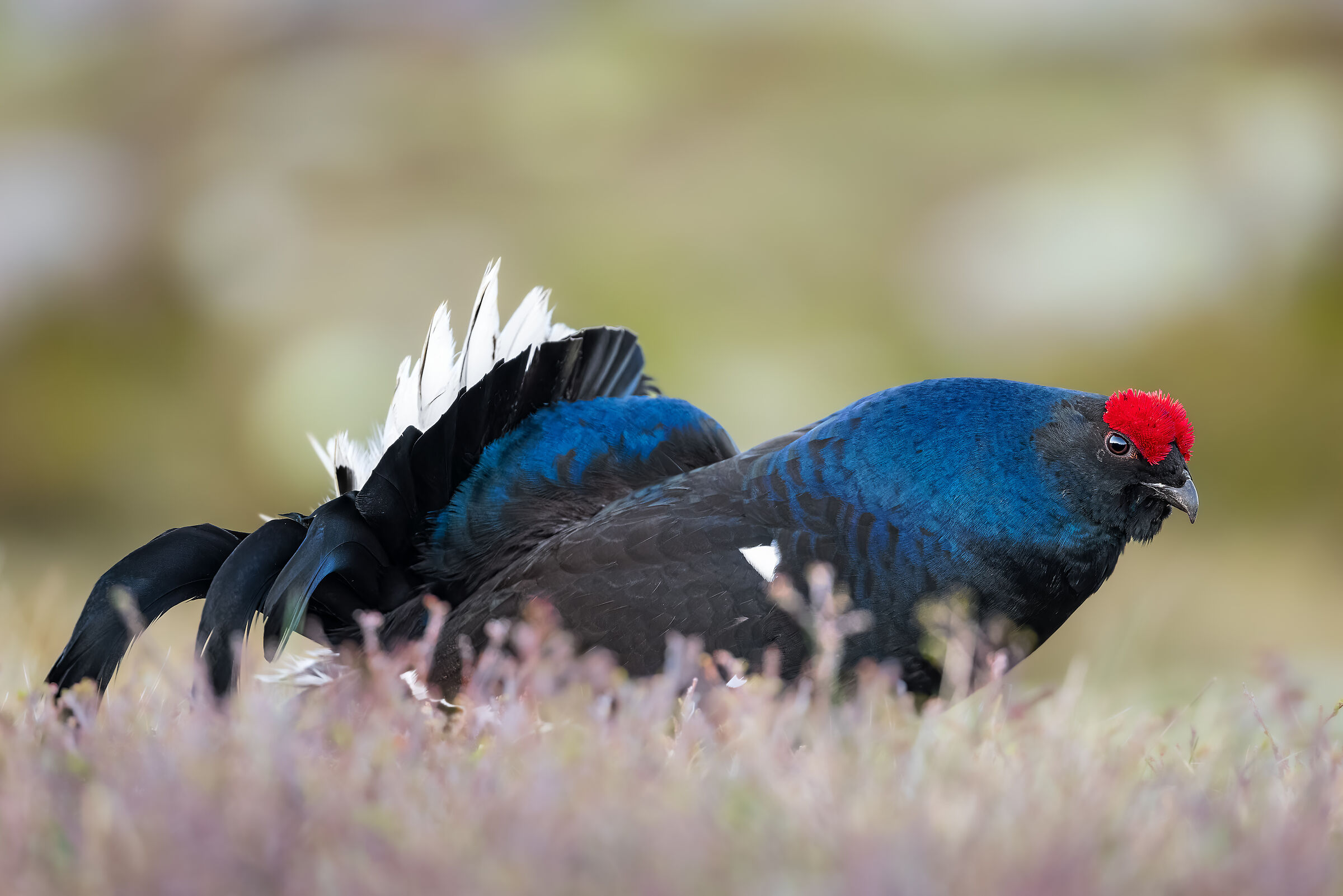 Rubbles that warm the icy dawns