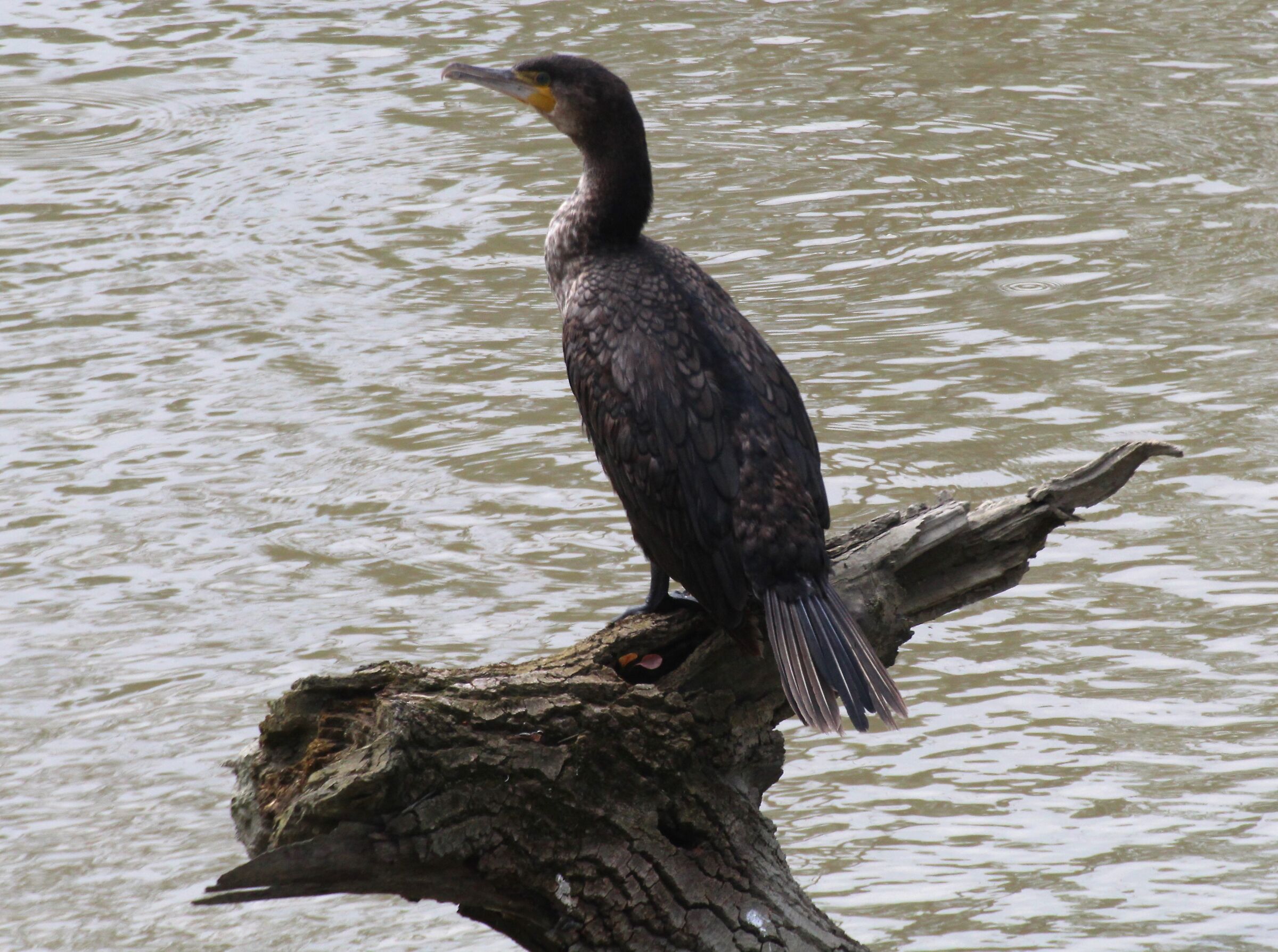 cormorano