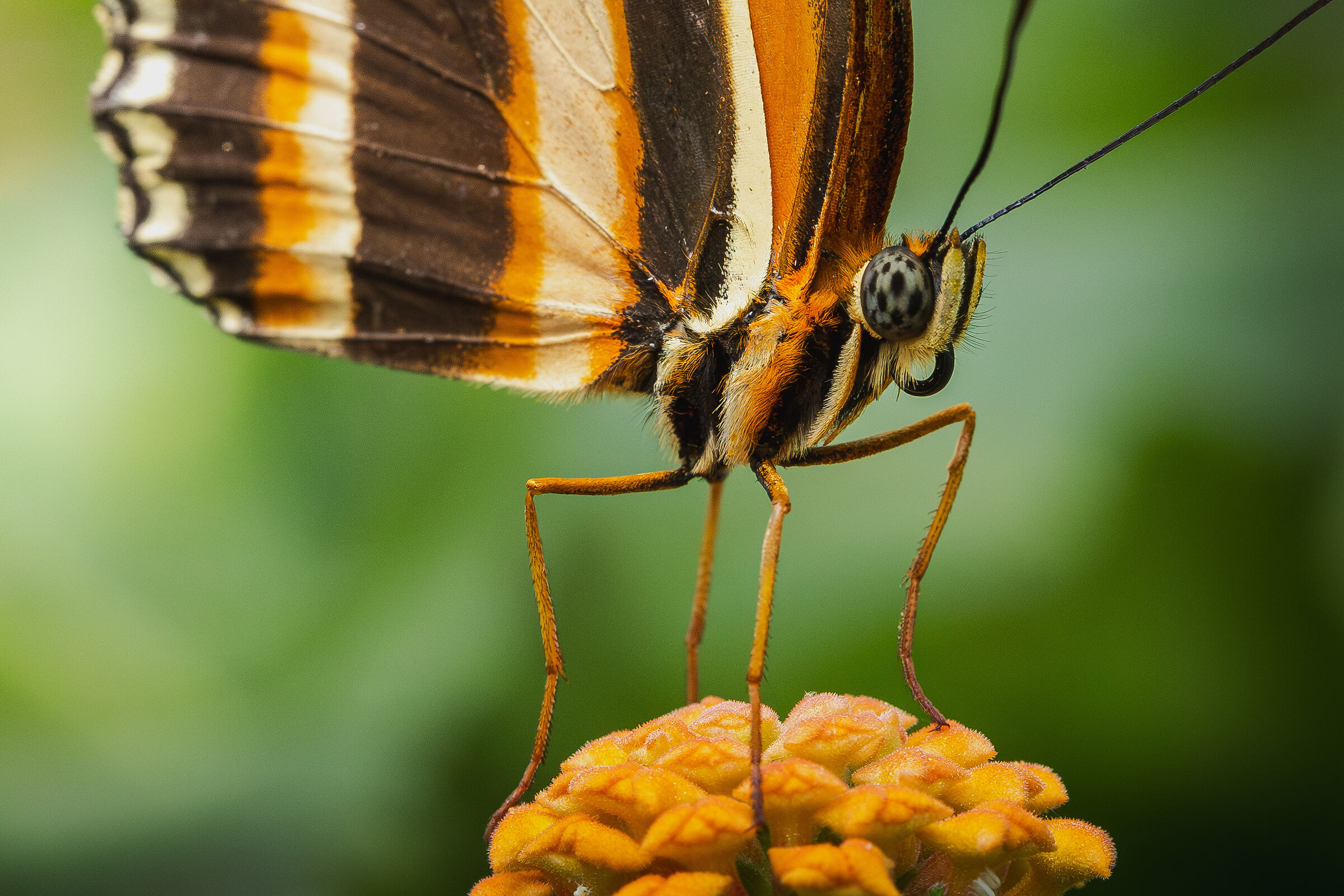 At the butterfly house - first R6II test