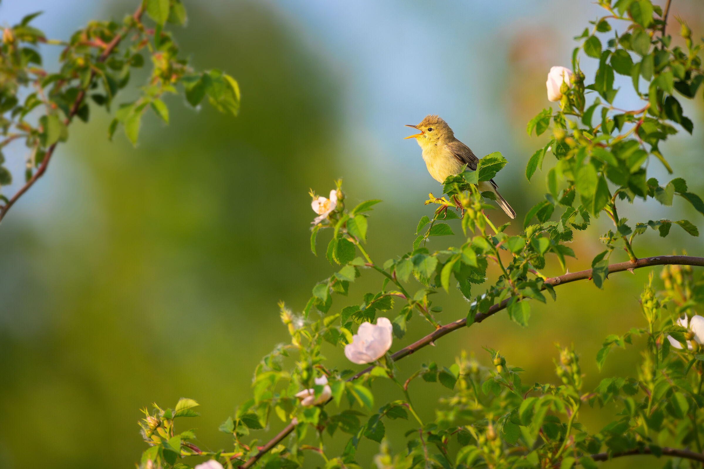 Canto di primavera
