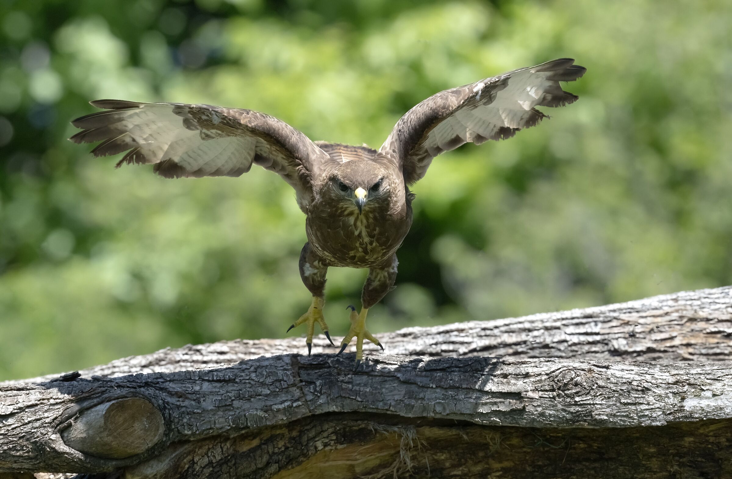 Buzzard detachment