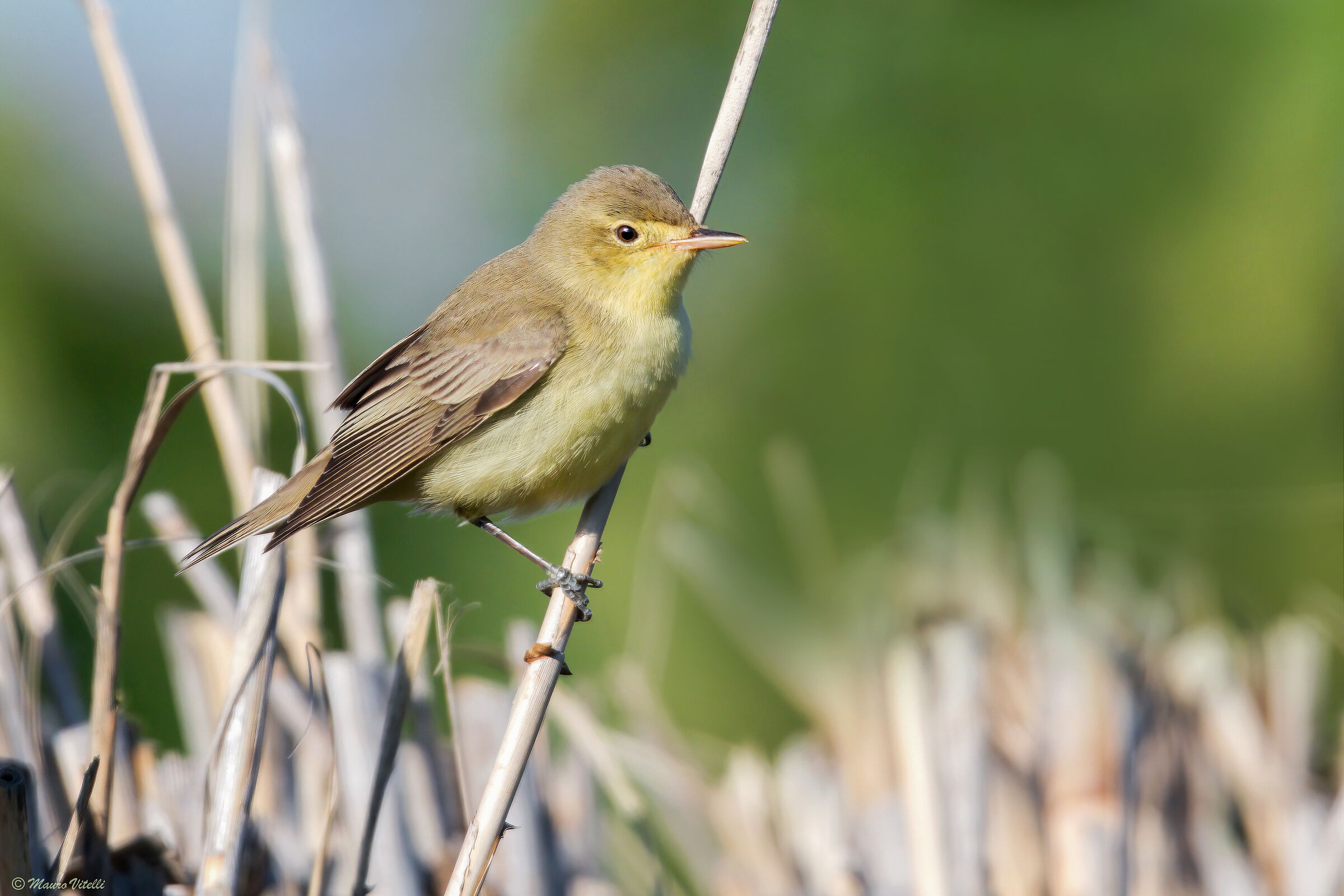 Great Warbler (Hippolaris icterina)