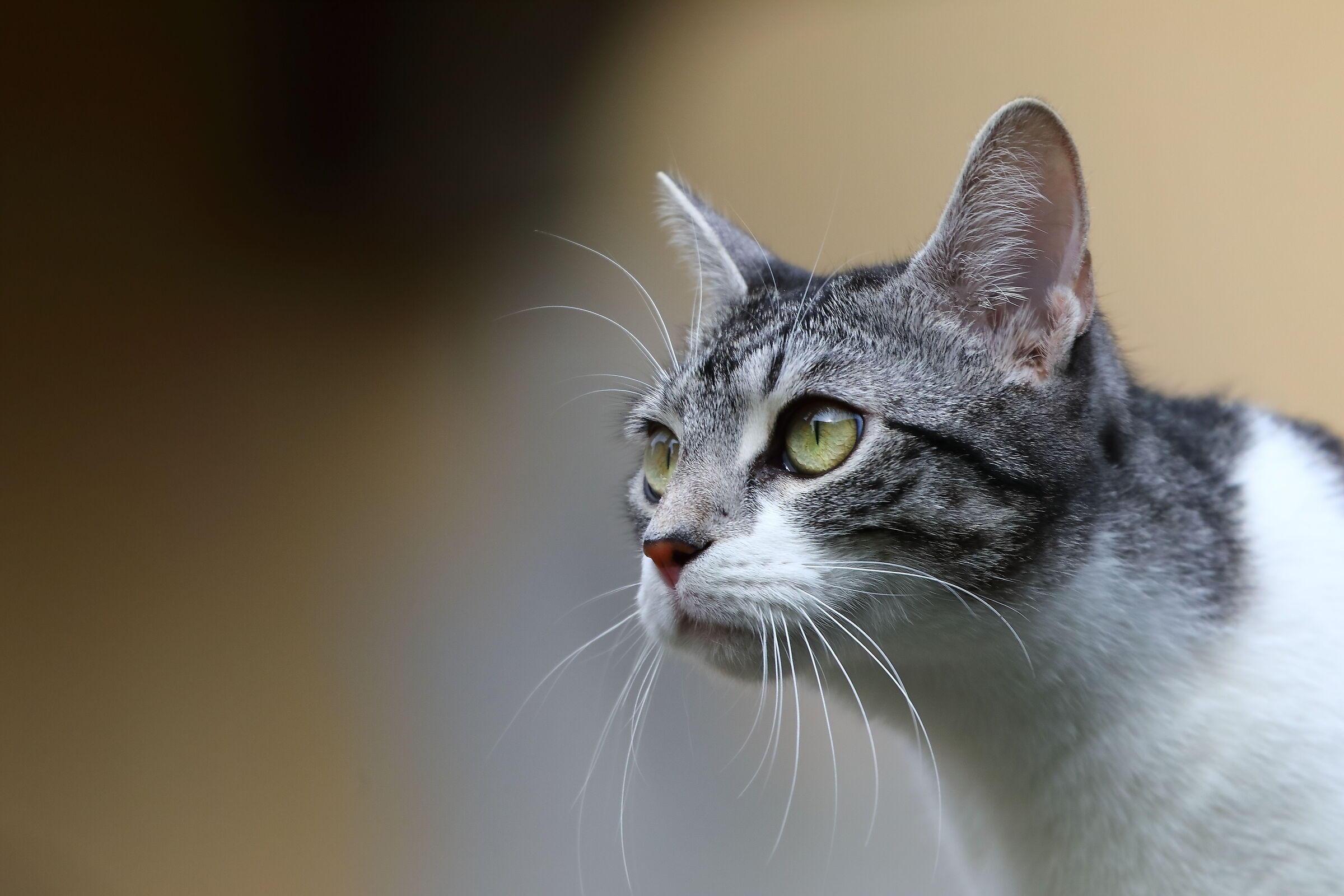 Kira 15 March 2024 - 0008