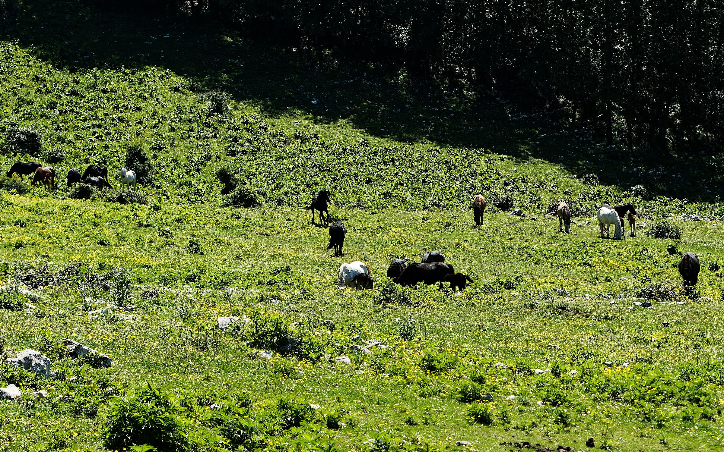 Banchettando nella radura