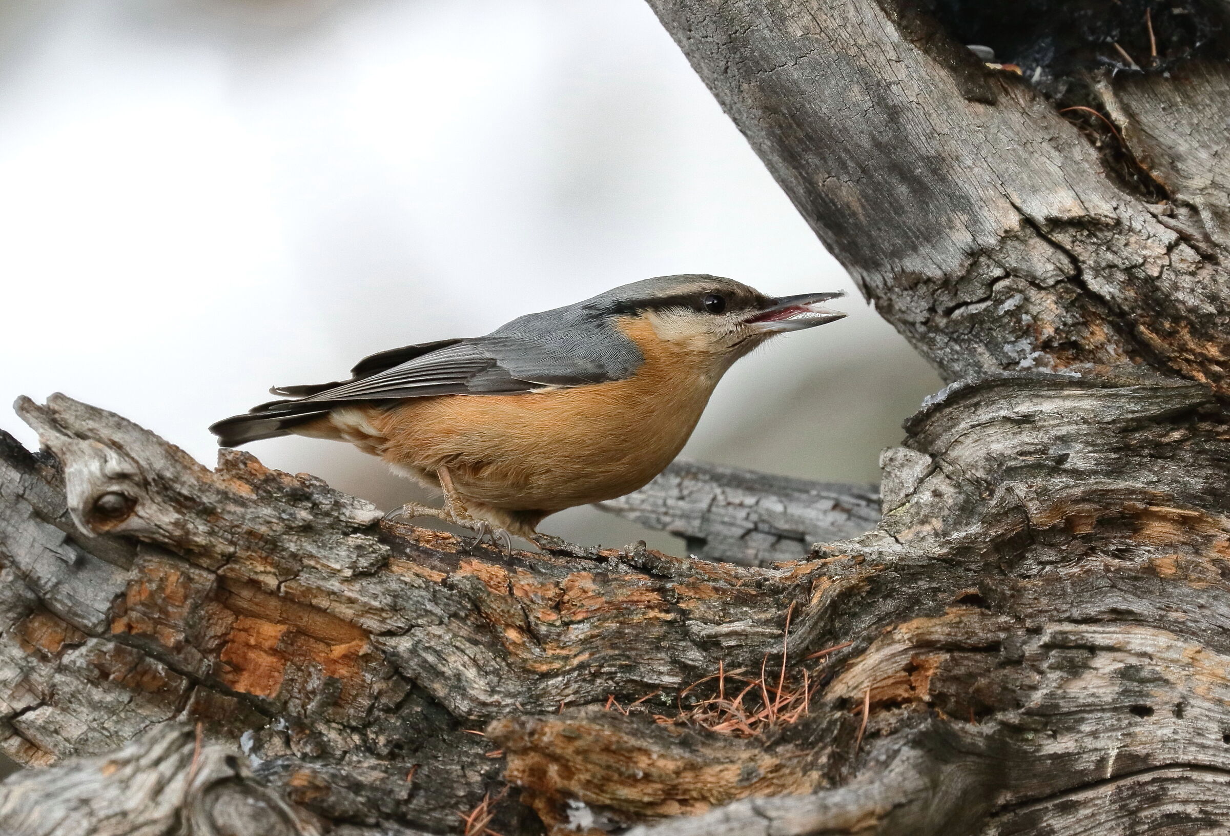 Picchio muratore - Sitta europaea L.