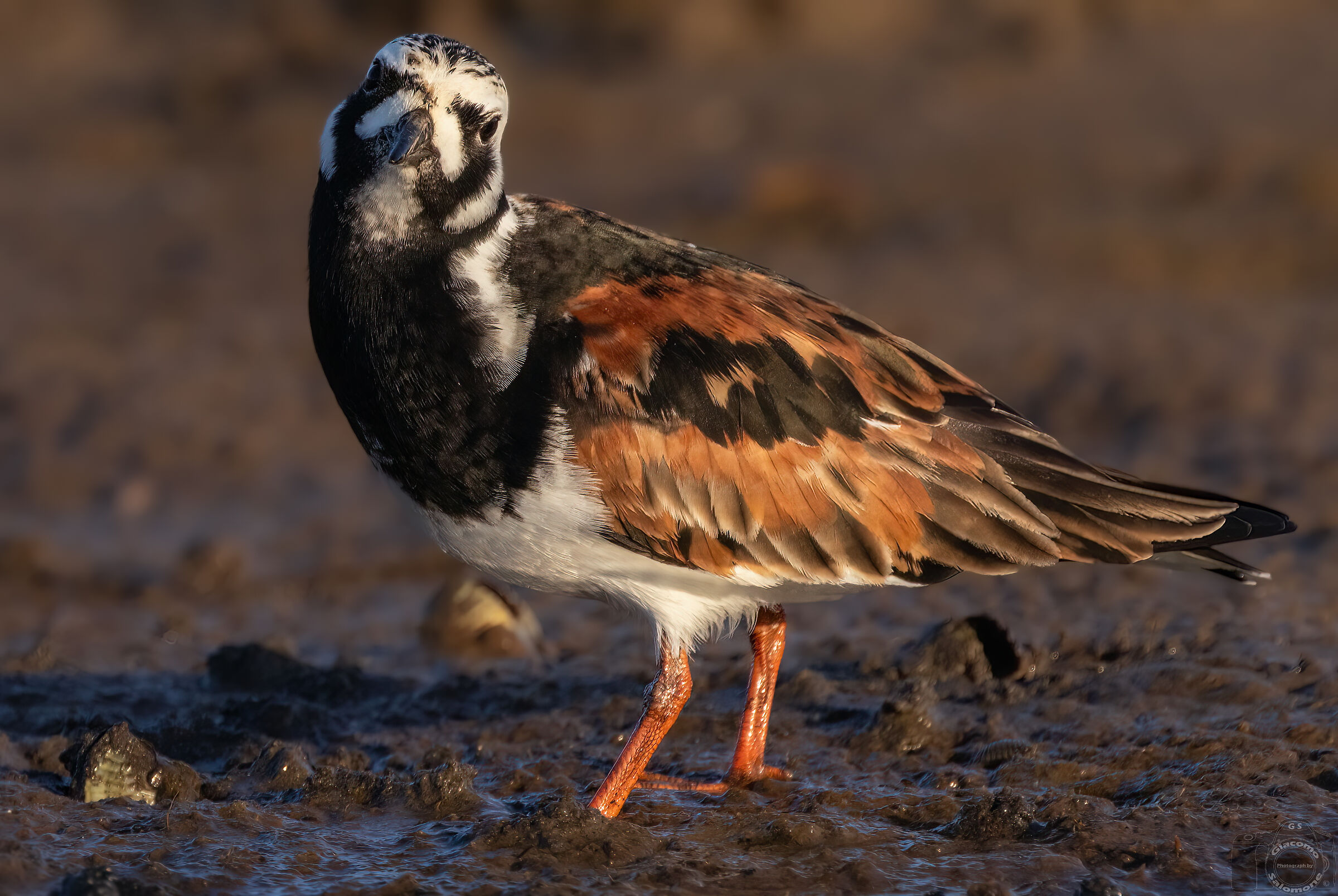 Curious stoneturner.