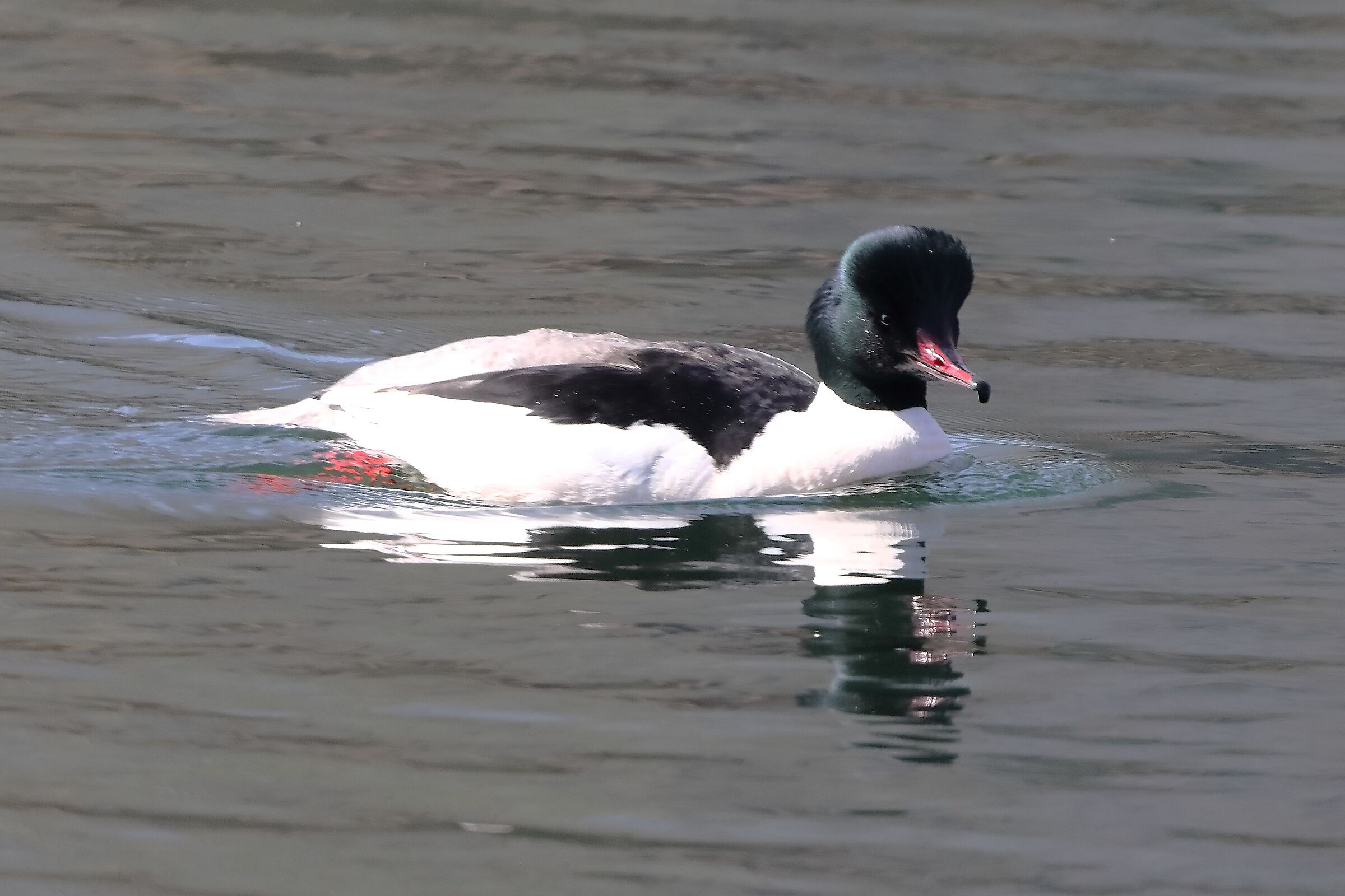 Merganser M 19 March 2024 - 0143
