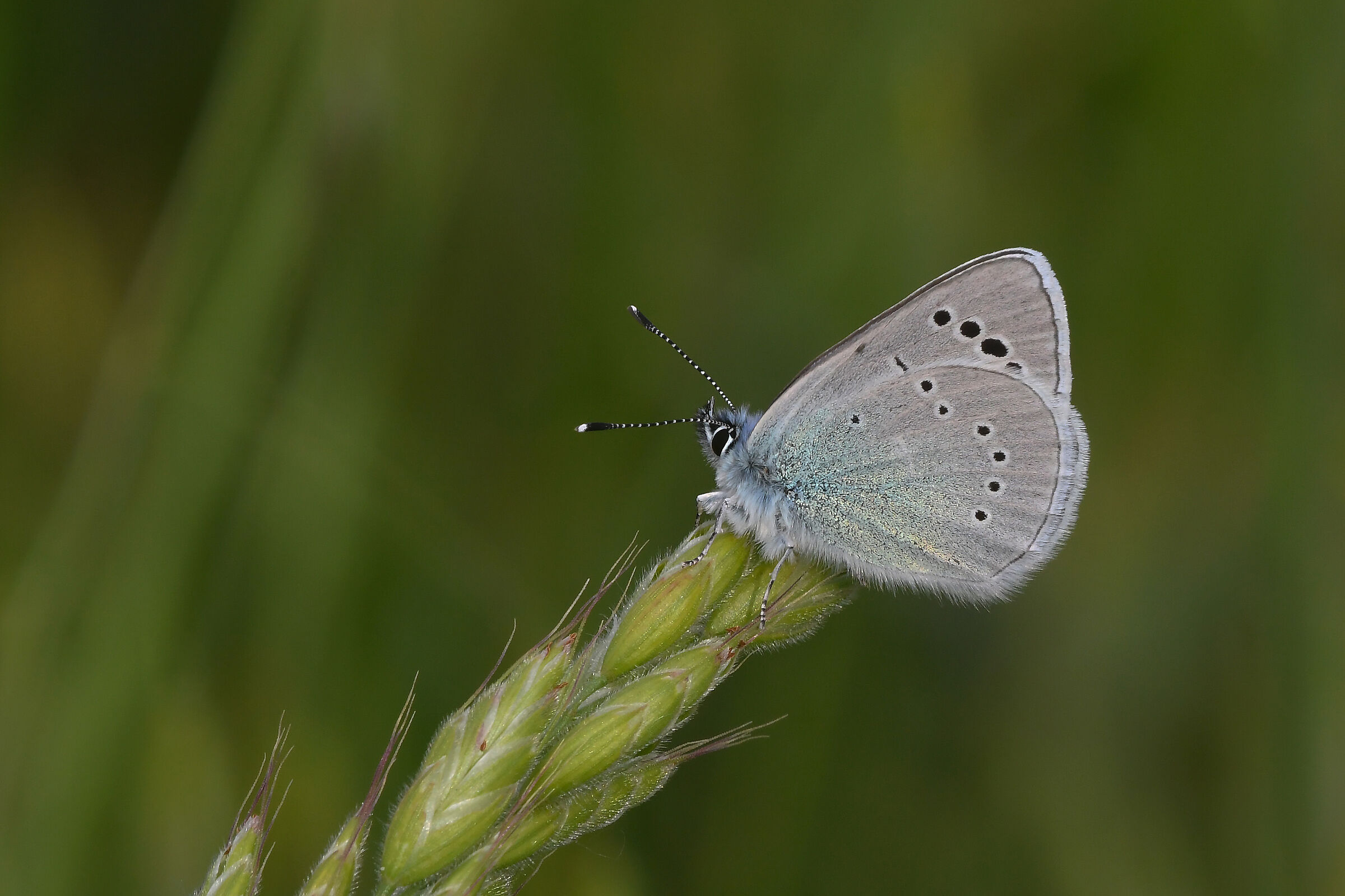 Glaucopsyche (Glaucopsyche) alexis (Poda, 1761)