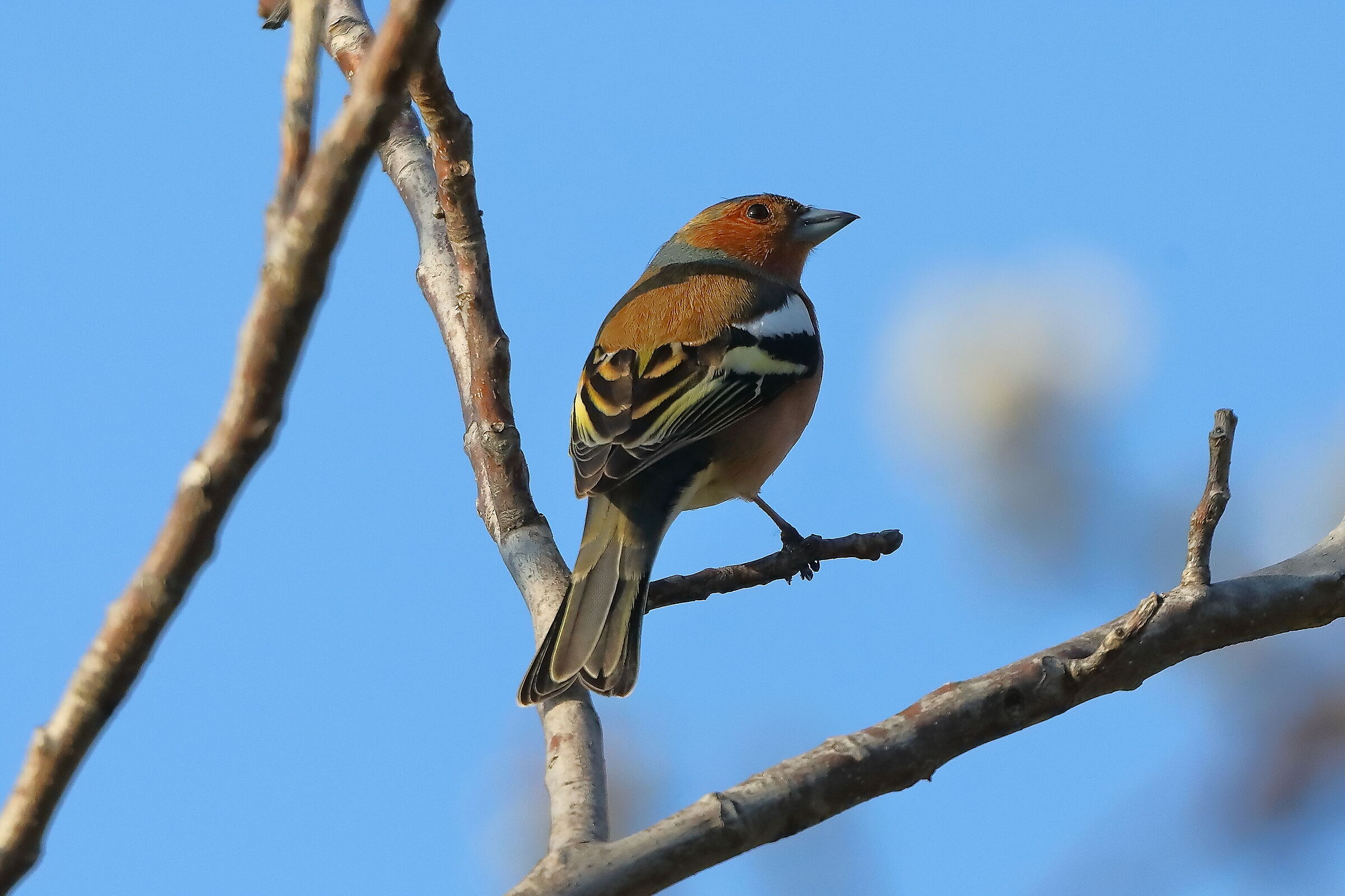 Chaffinch 18 March 2024 - 0017