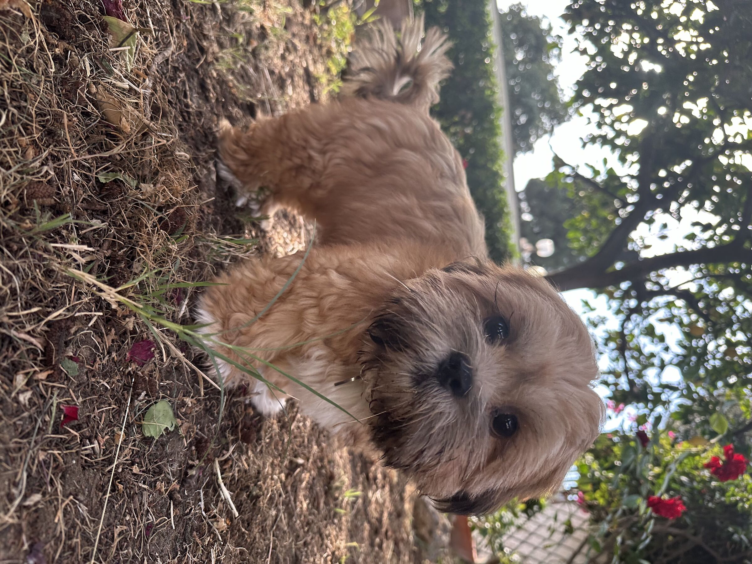 Rocky cucciolo di Shih Tzu
