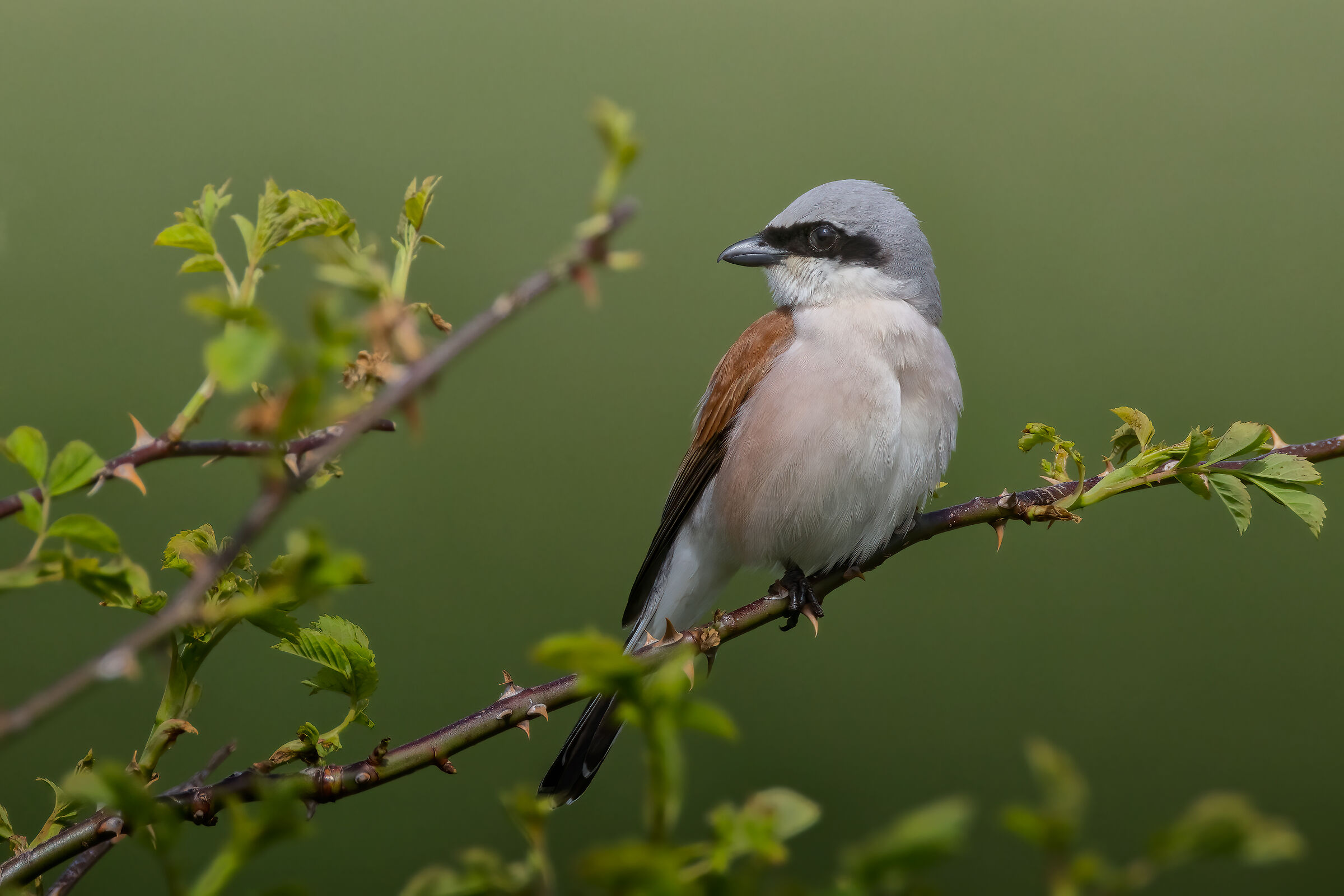Averla piccola maschio