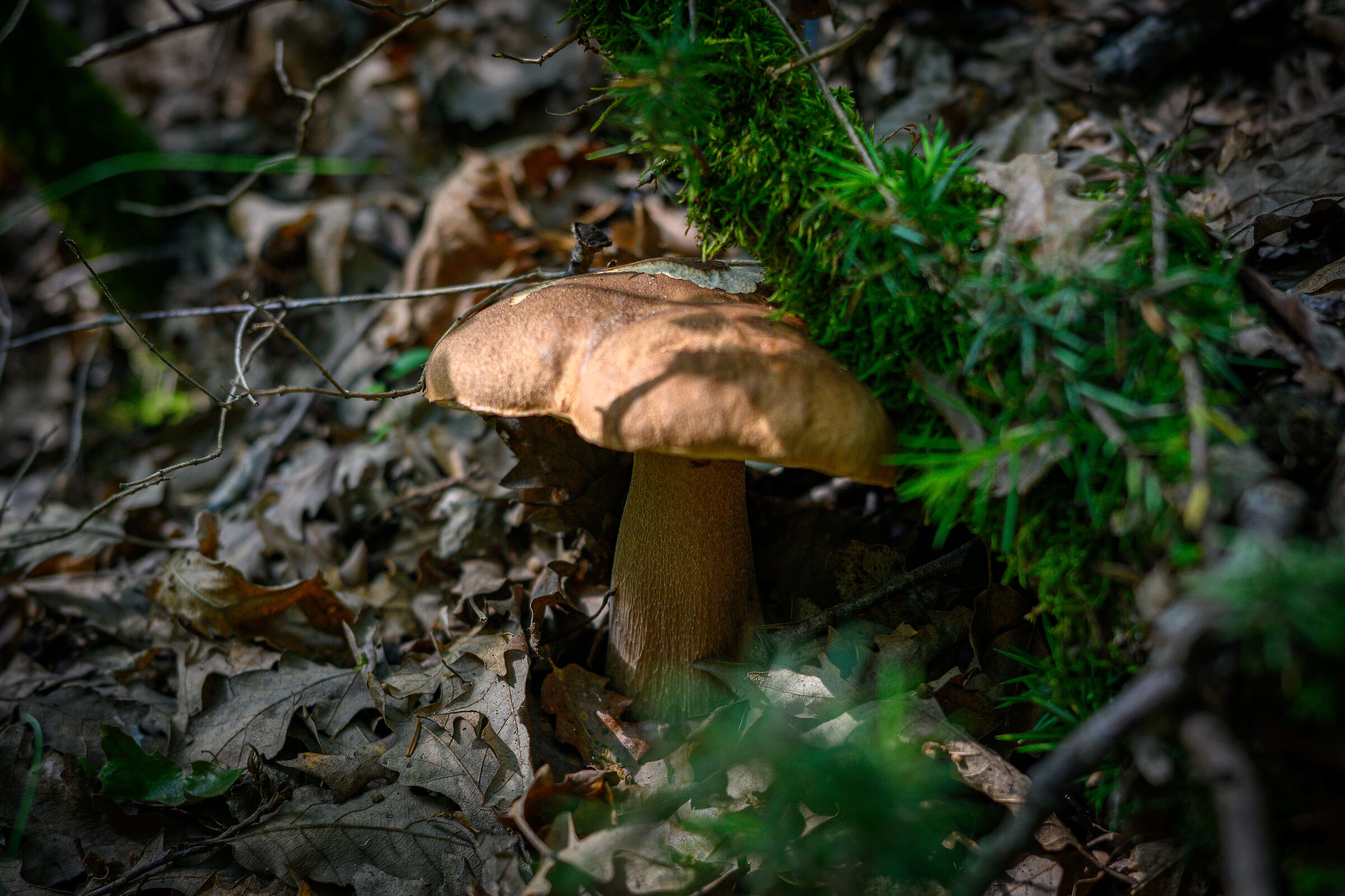Boletus Aestivalis