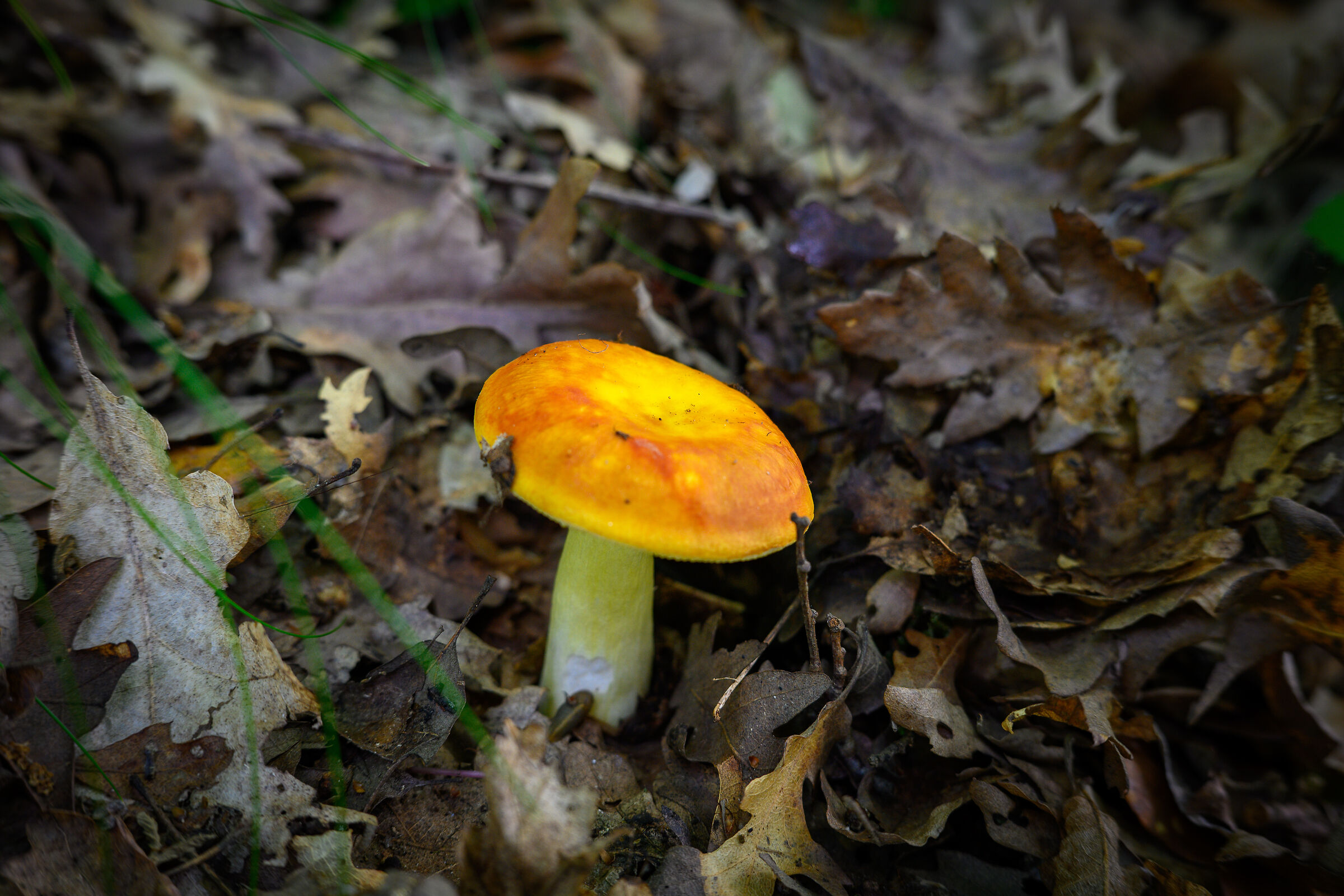 Russula Aeurea