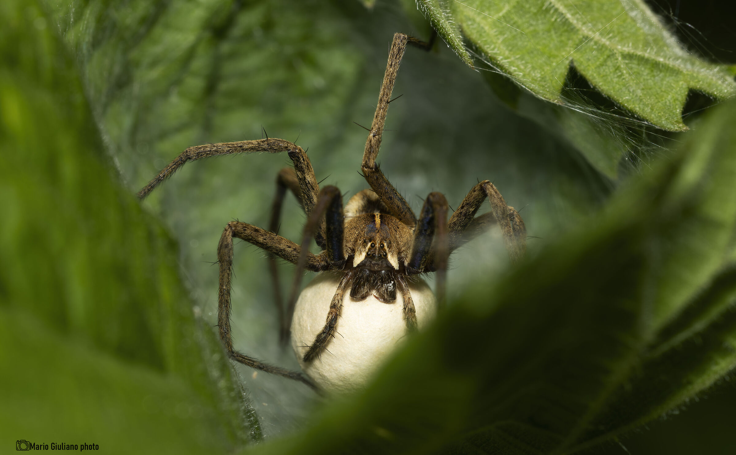 Pisaura mirabilis con ooteca