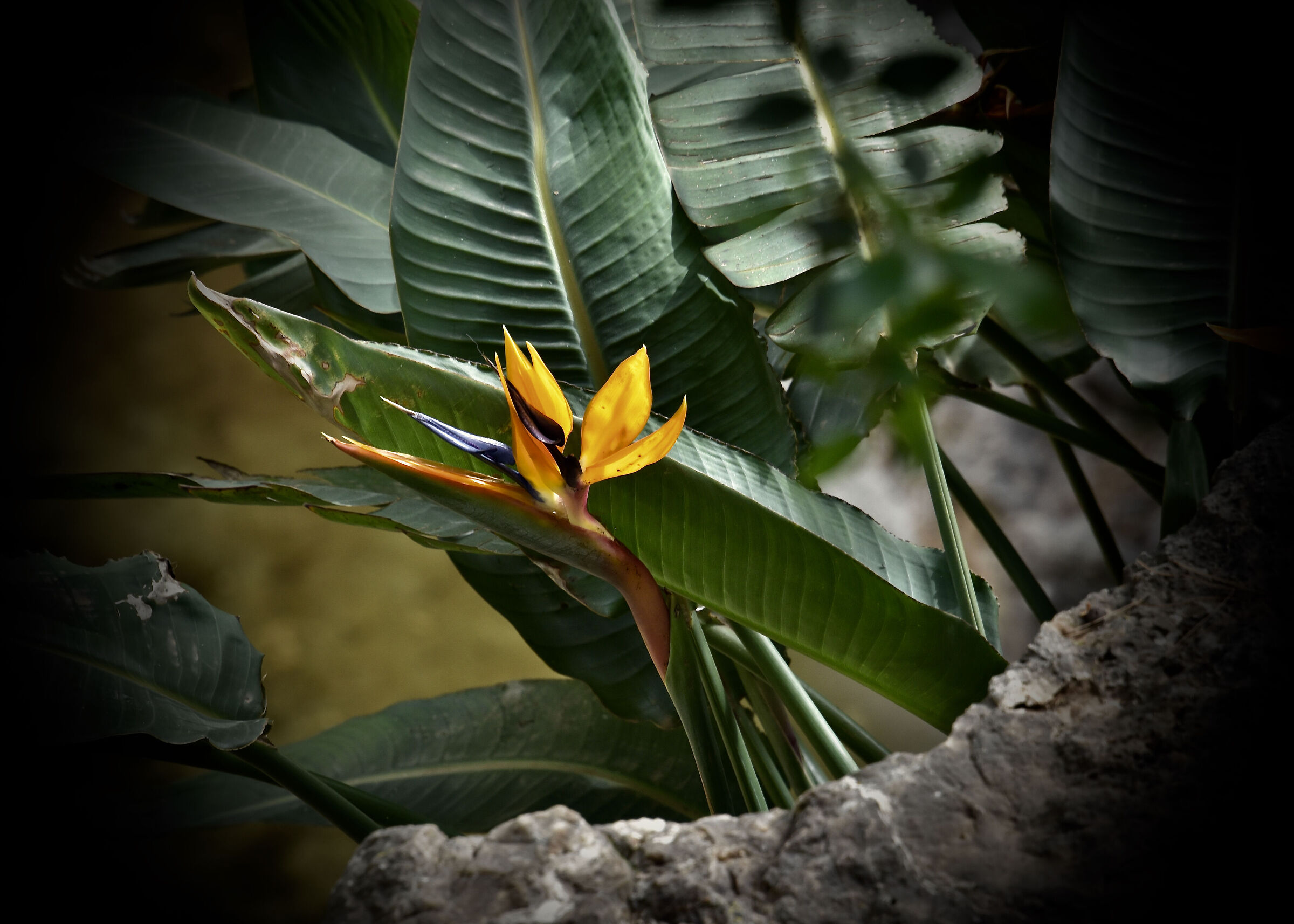 Fiori superbi - colori la Spagna ... Aprile 2024
