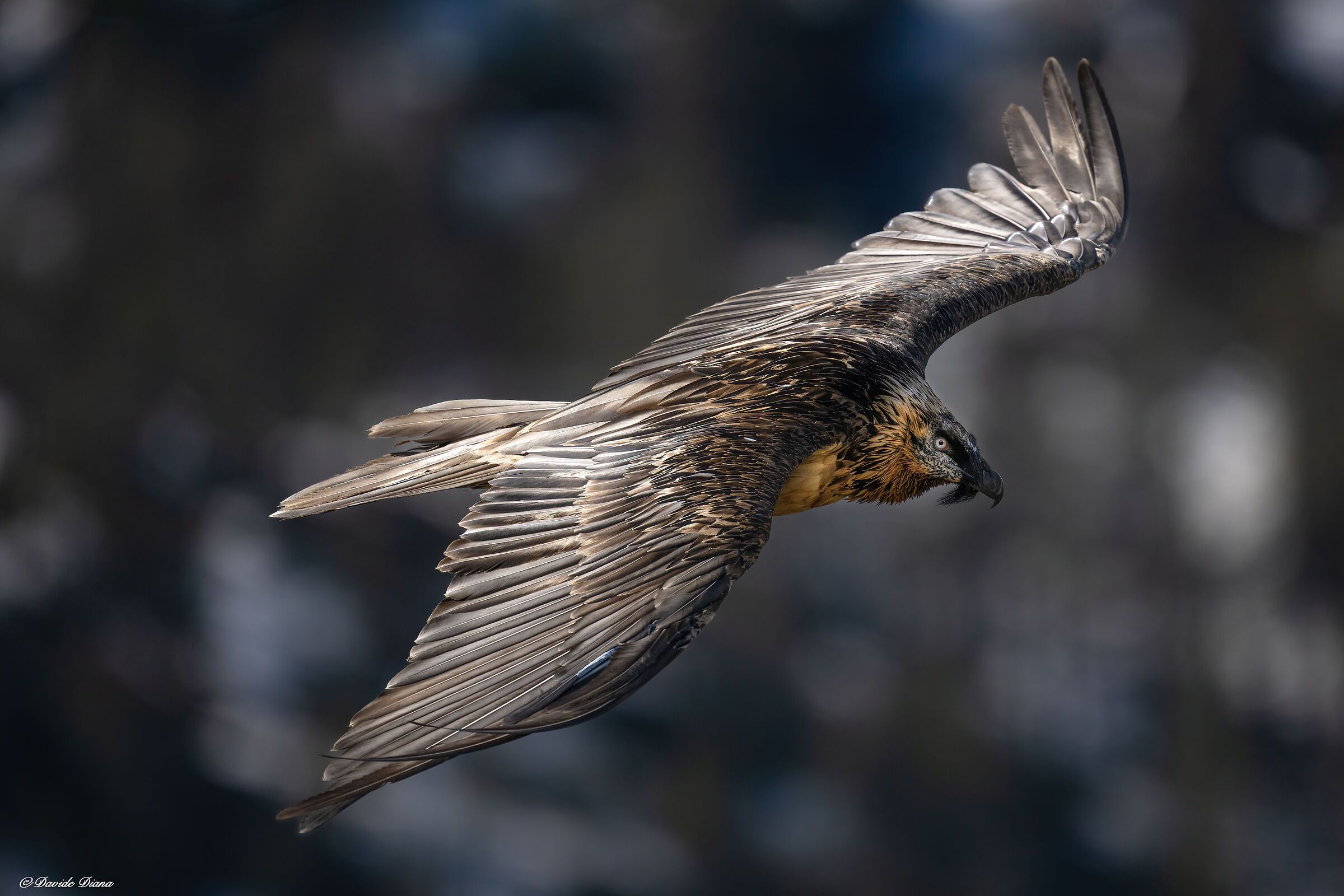Gypaetus barbatus - Gran Paradiso National Park