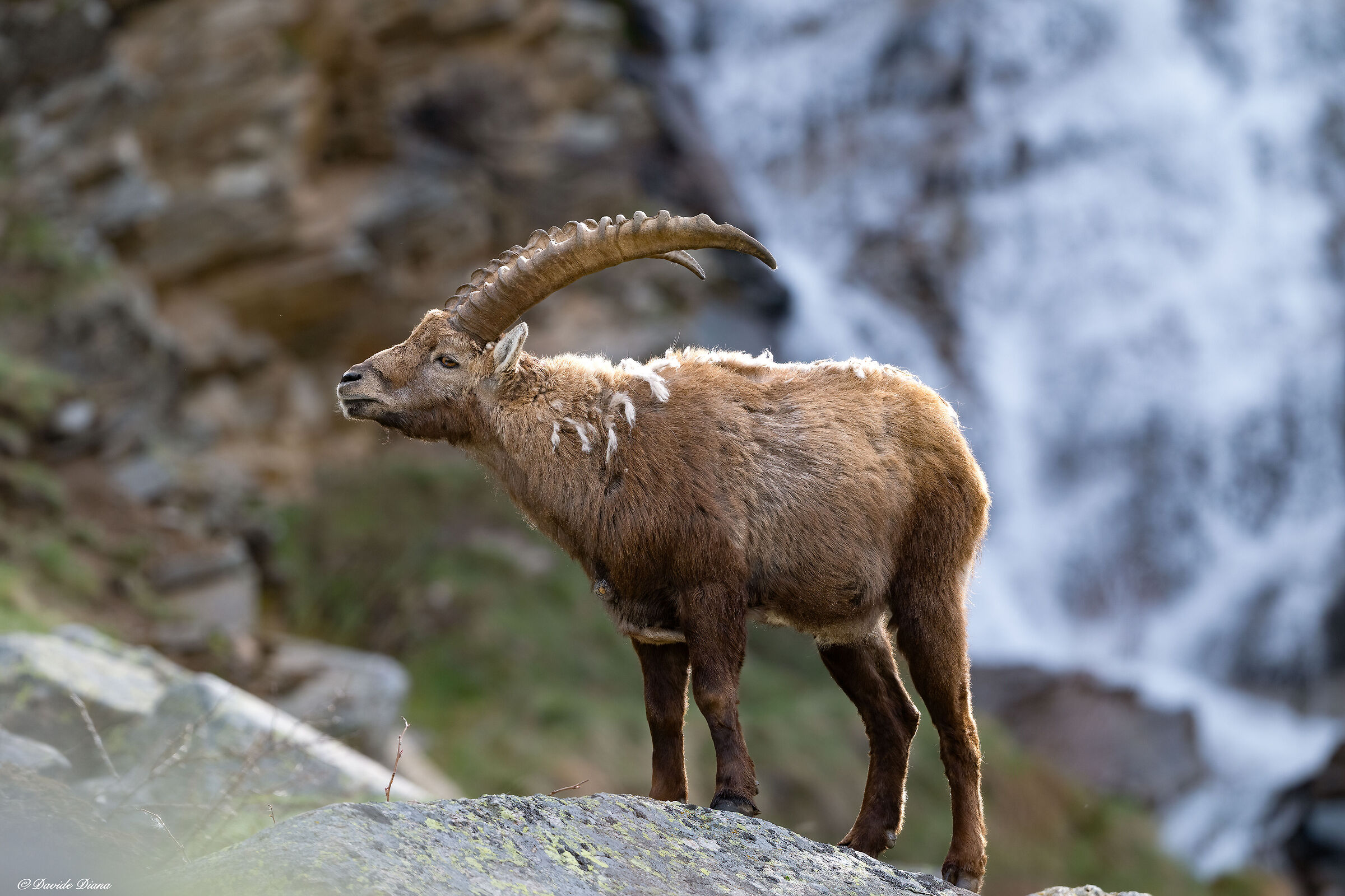 Ibex - Gran Paradiso National Park