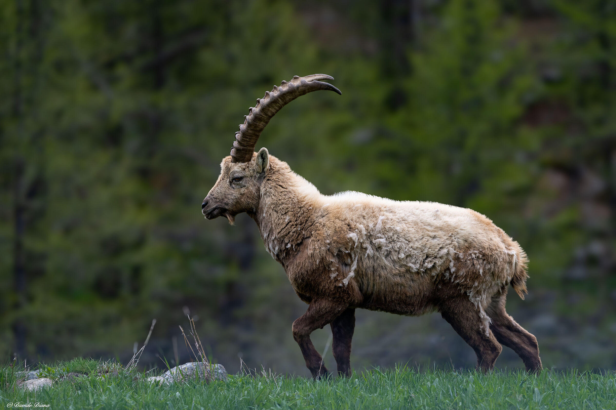 Ibex - Gran Paradiso National Park